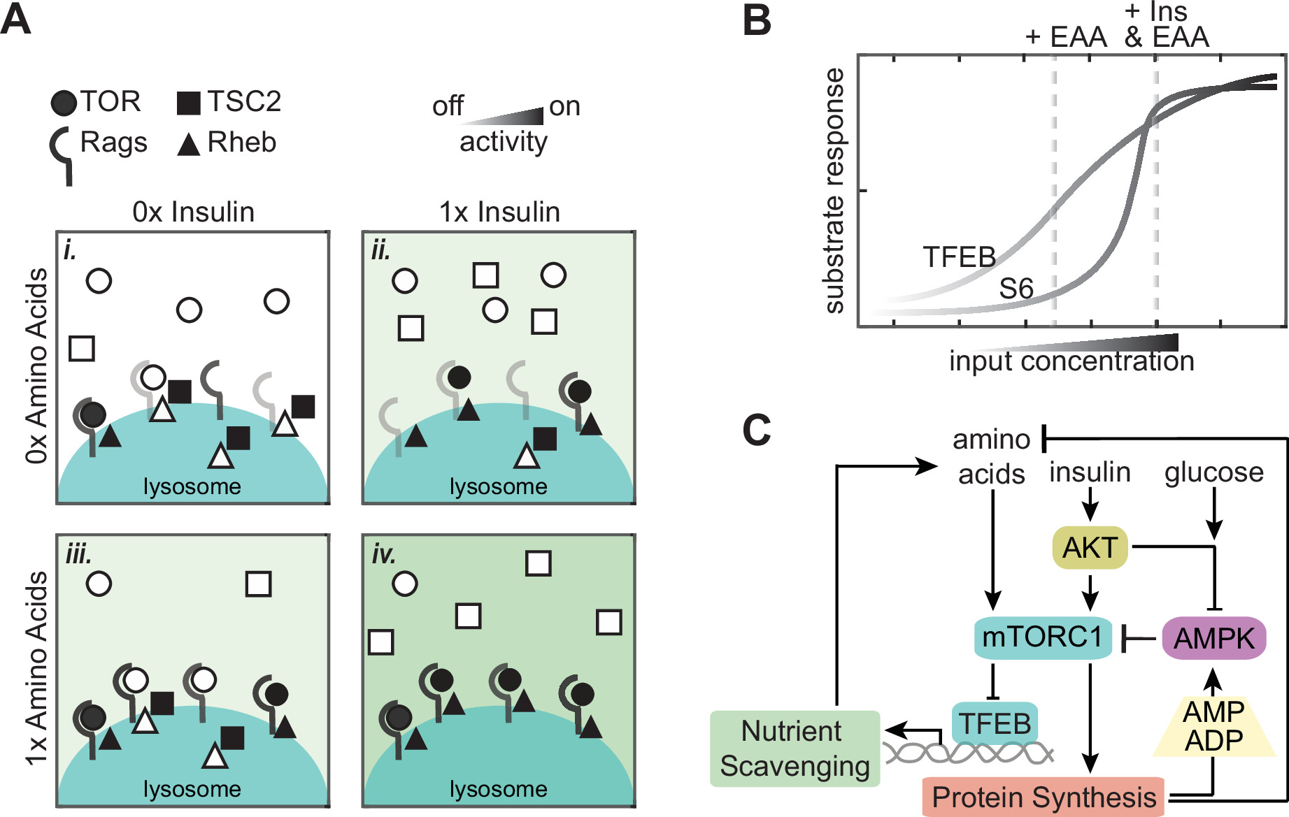 Continuous sensing of nutrients and growth factors by the mTORC1-TFEB ...