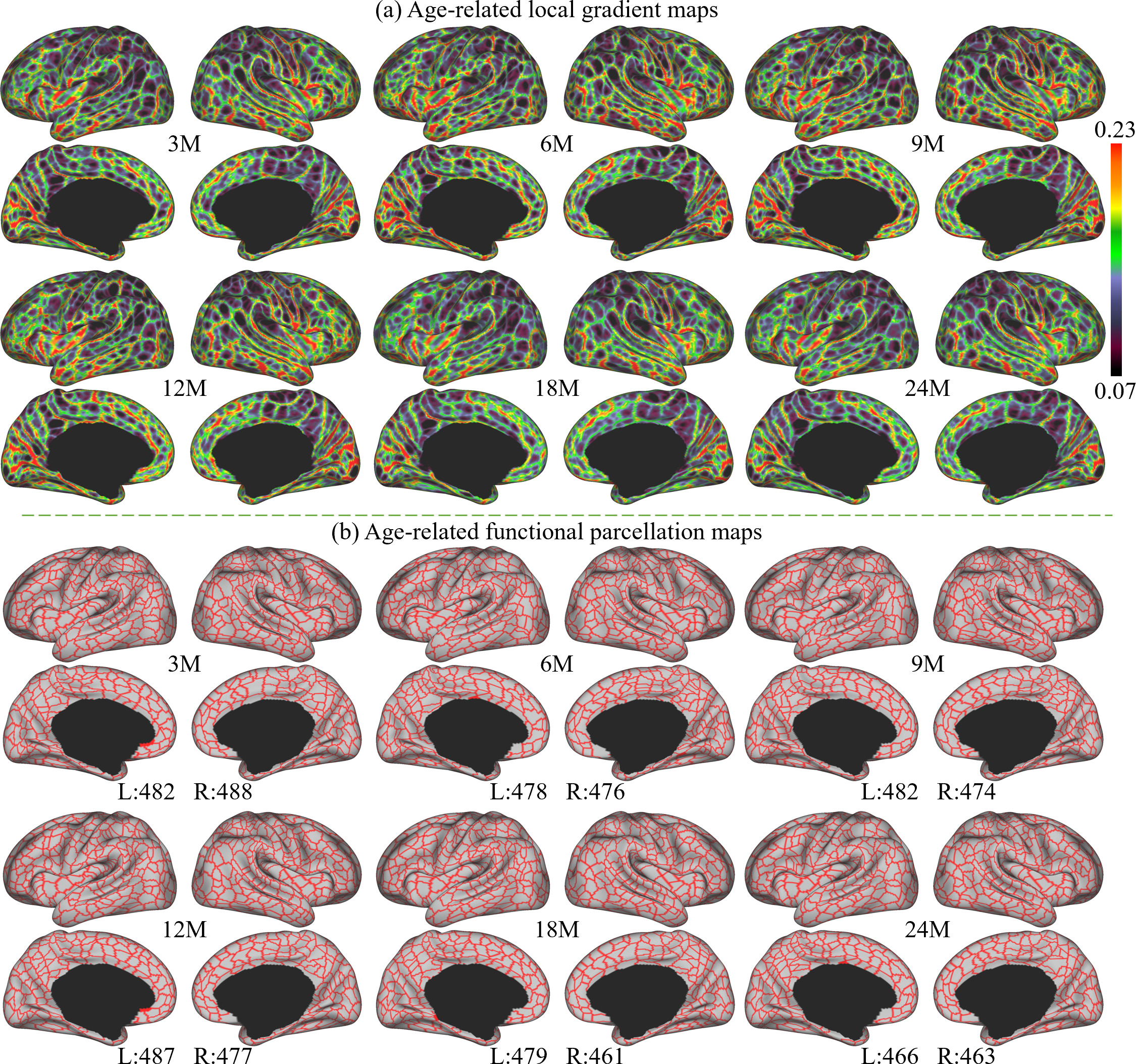 Parcellation Fine-grained functional parcellation maps of the infant cerebral cortex ...