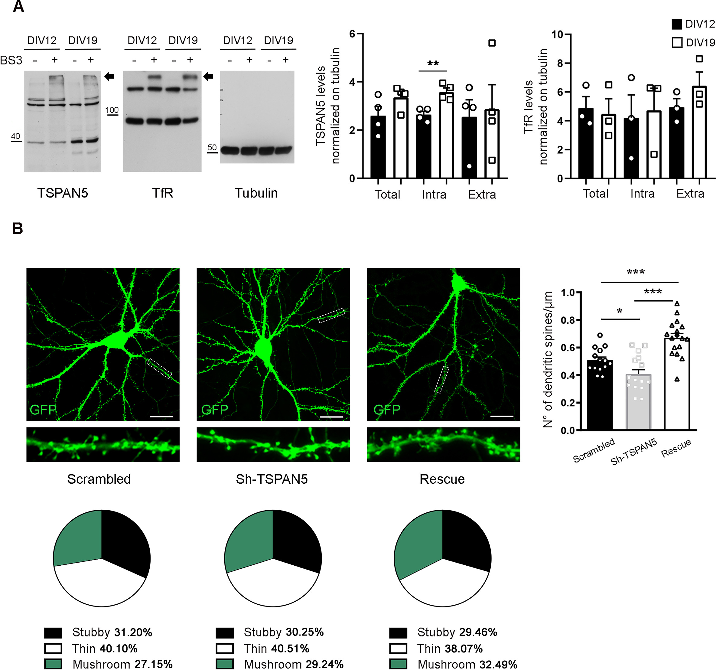 The Tetraspanin Tspan Regulates Ampar Exocytosis By Interacting With