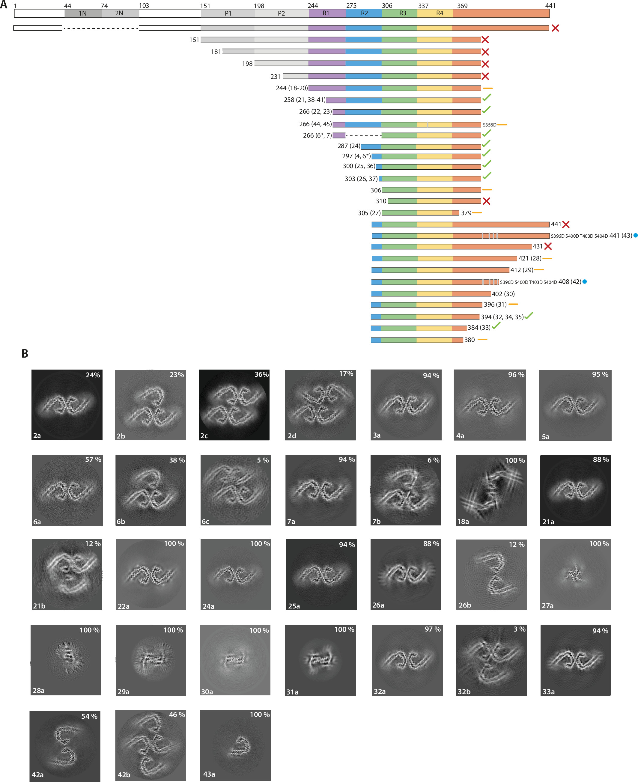 Assembly of recombinant tau into filaments identical to those of ...
