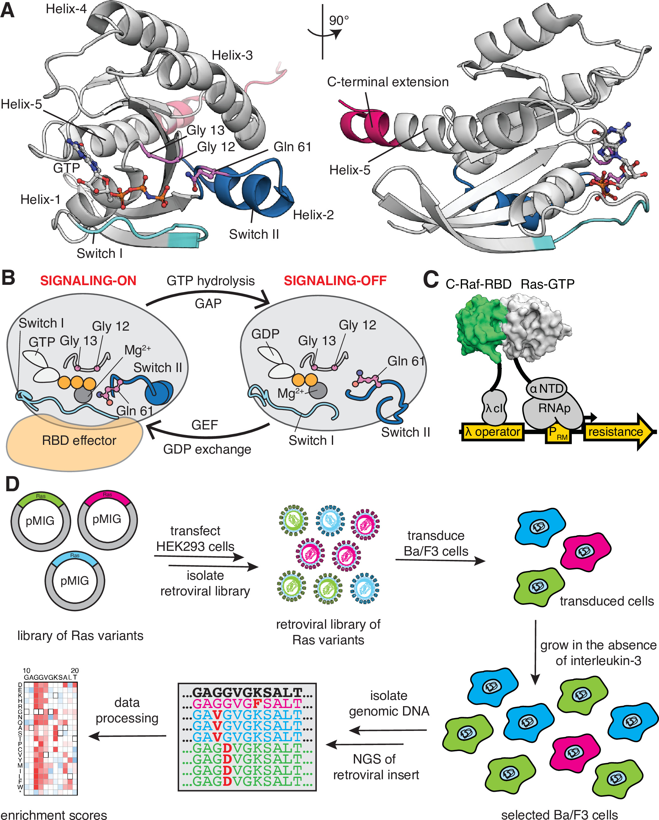 A saturation-mutagenesis analysis of the interplay between stability ...