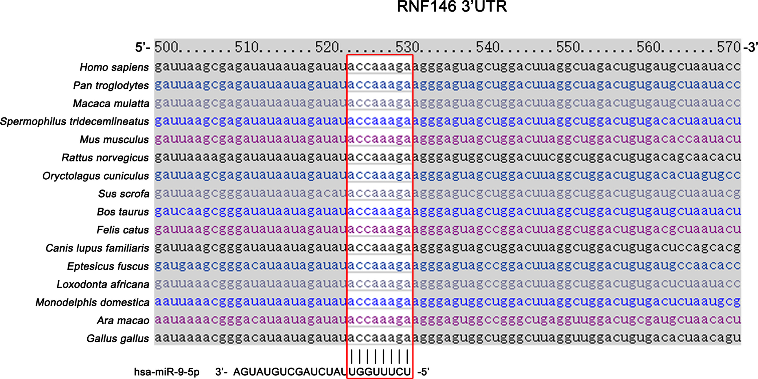 Tumor Elimination By Clustered MicroRNAs MiR 306 And MiR 79 Via