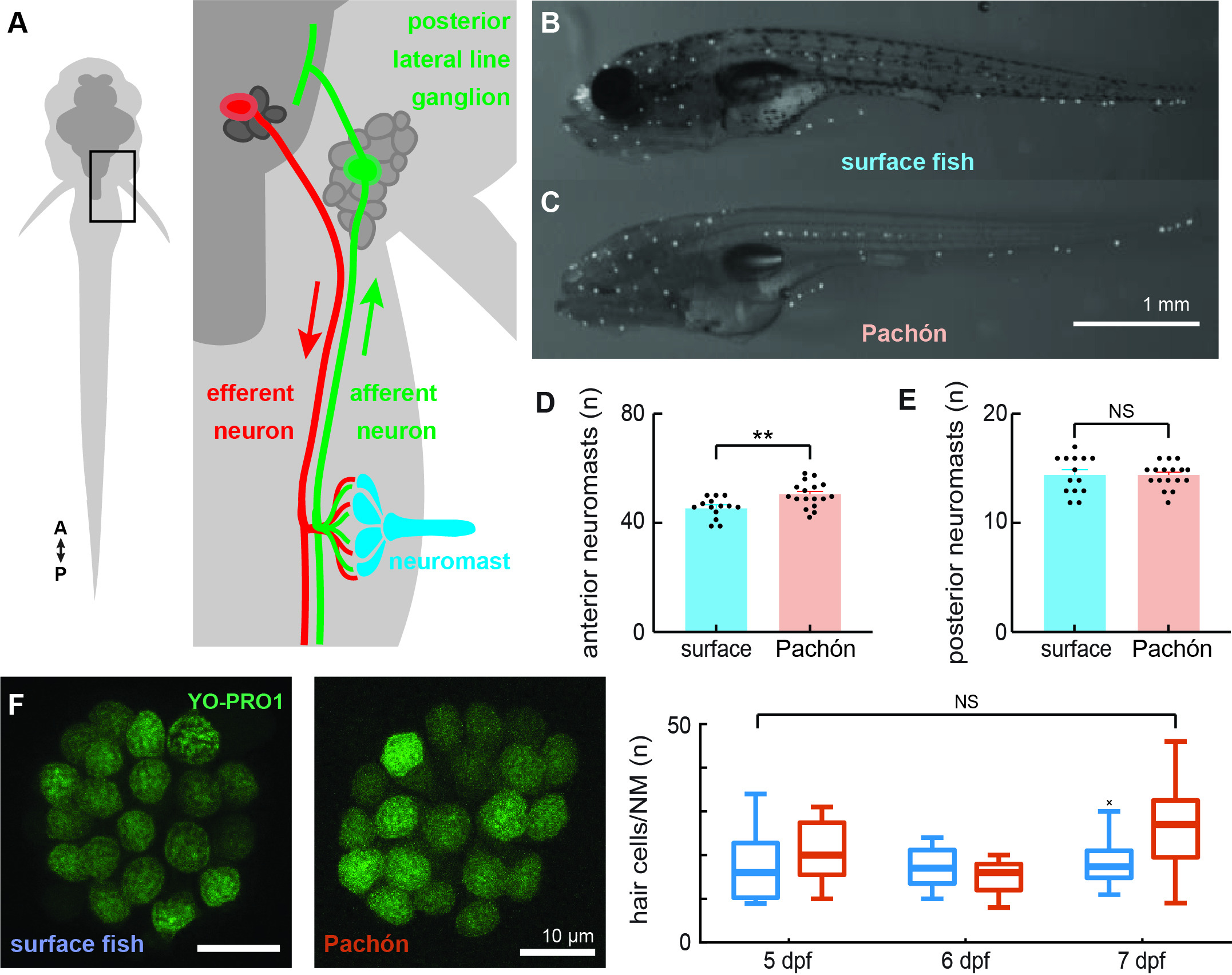 Evolutionary convergence of a neural mechanism in the cavefish lateral ...