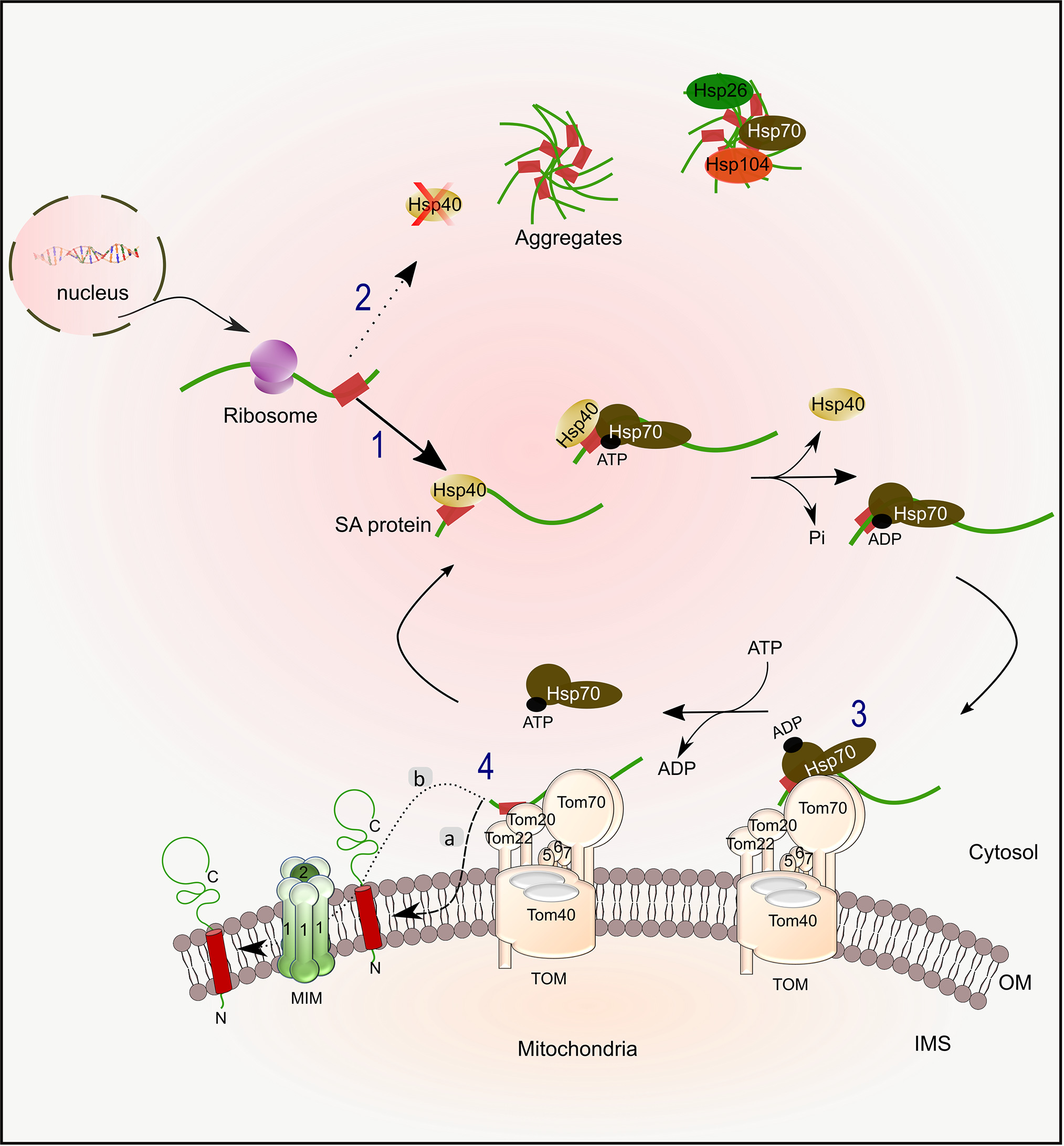 A network of cytosolic (co)chaperones promotes the biogenesis of ...