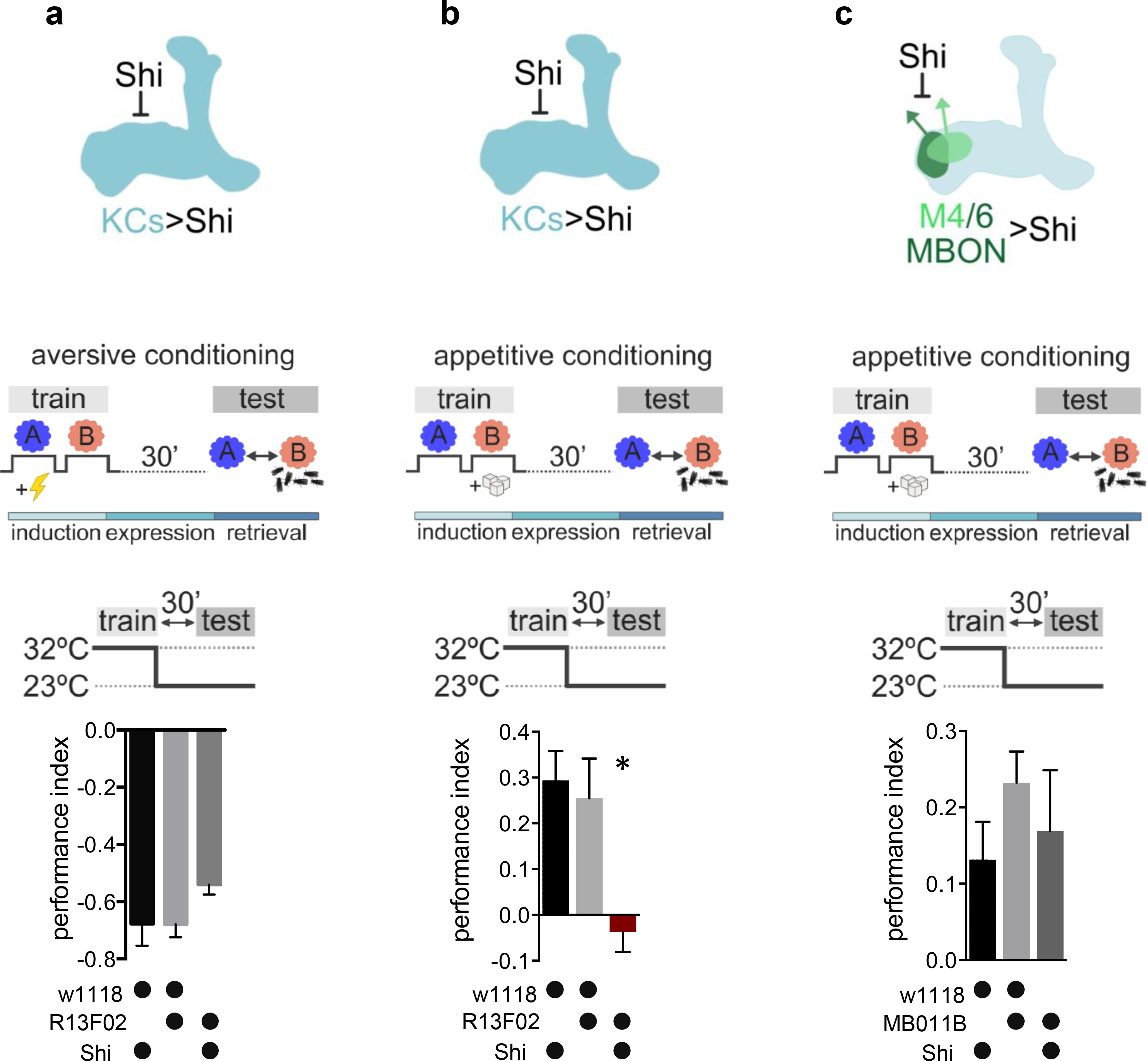 Postsynaptic plasticity of cholinergic synapses underlies the induction ...