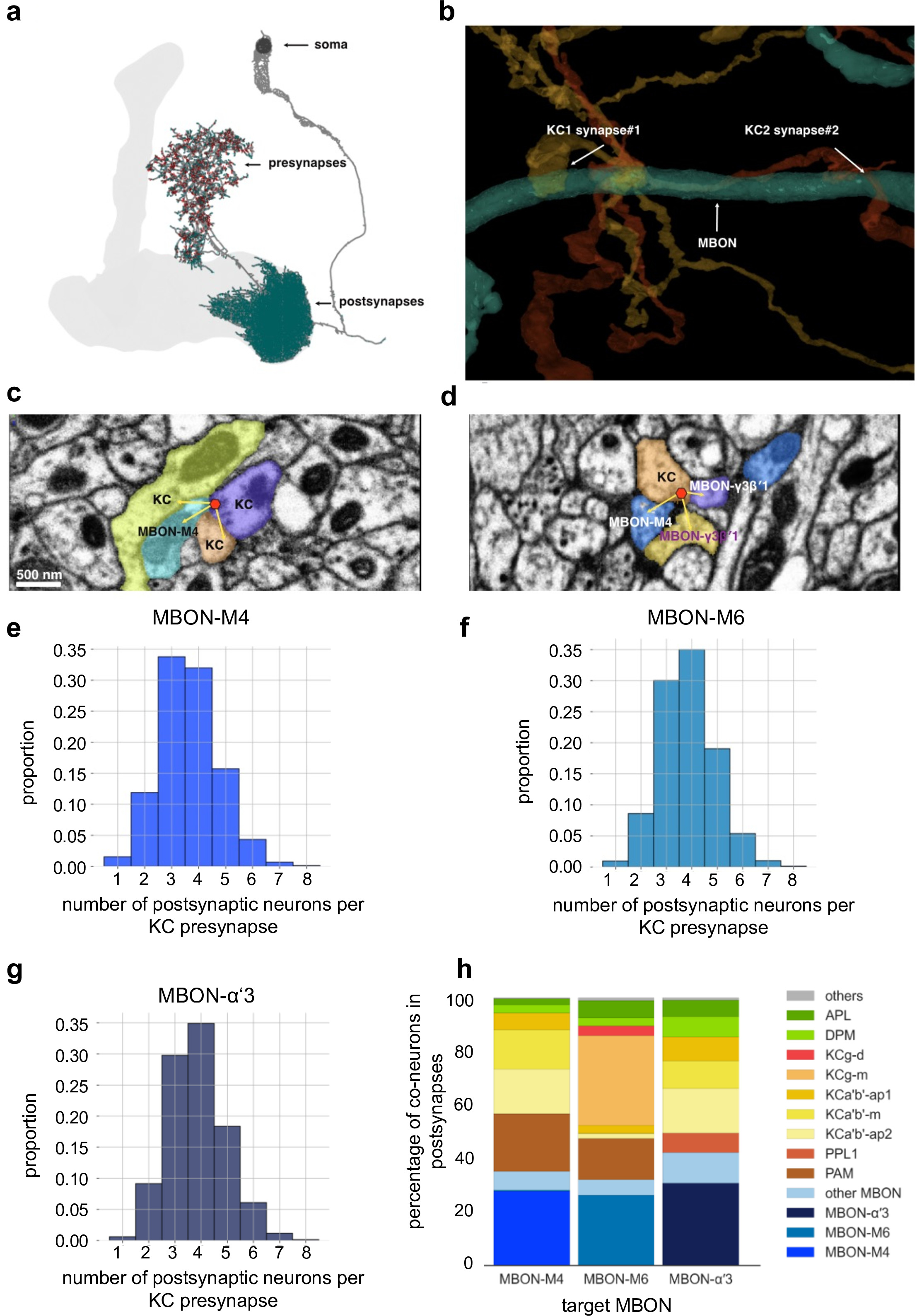Postsynaptic plasticity of cholinergic synapses underlies the induction ...