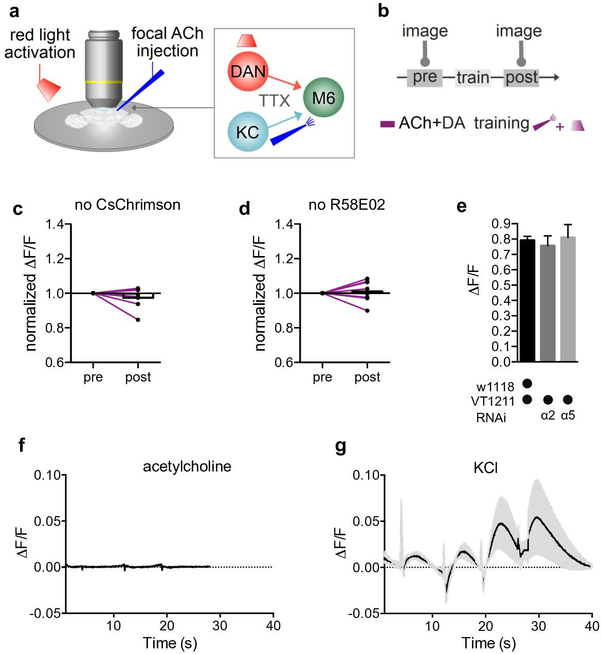 Postsynaptic plasticity of cholinergic synapses underlies the induction ...