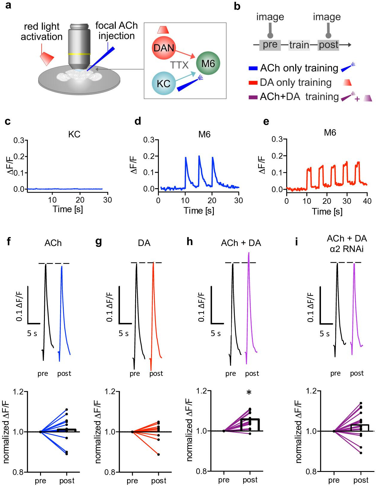 Postsynaptic plasticity of cholinergic synapses underlies the induction ...