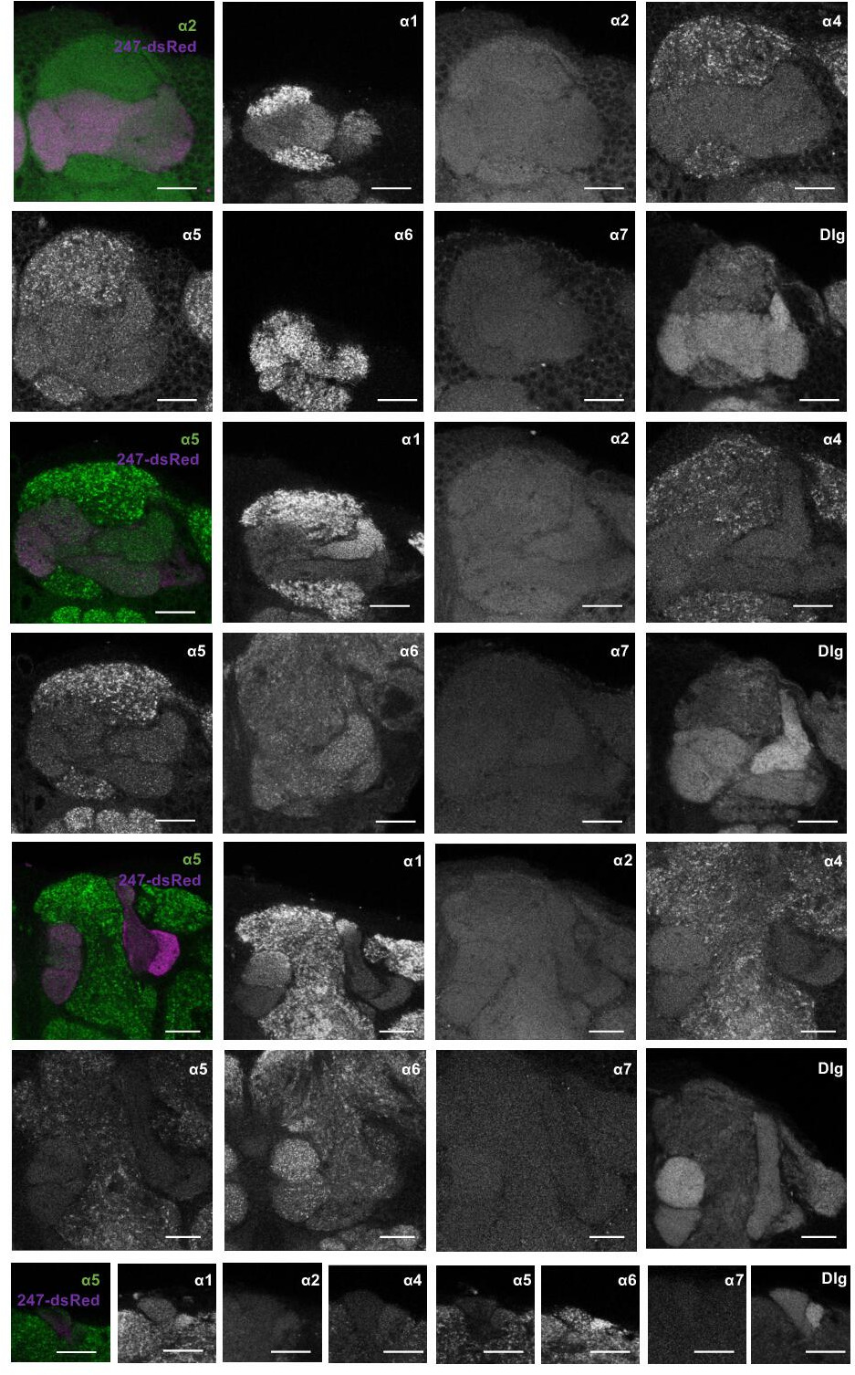 Postsynaptic plasticity of cholinergic synapses underlies the induction ...