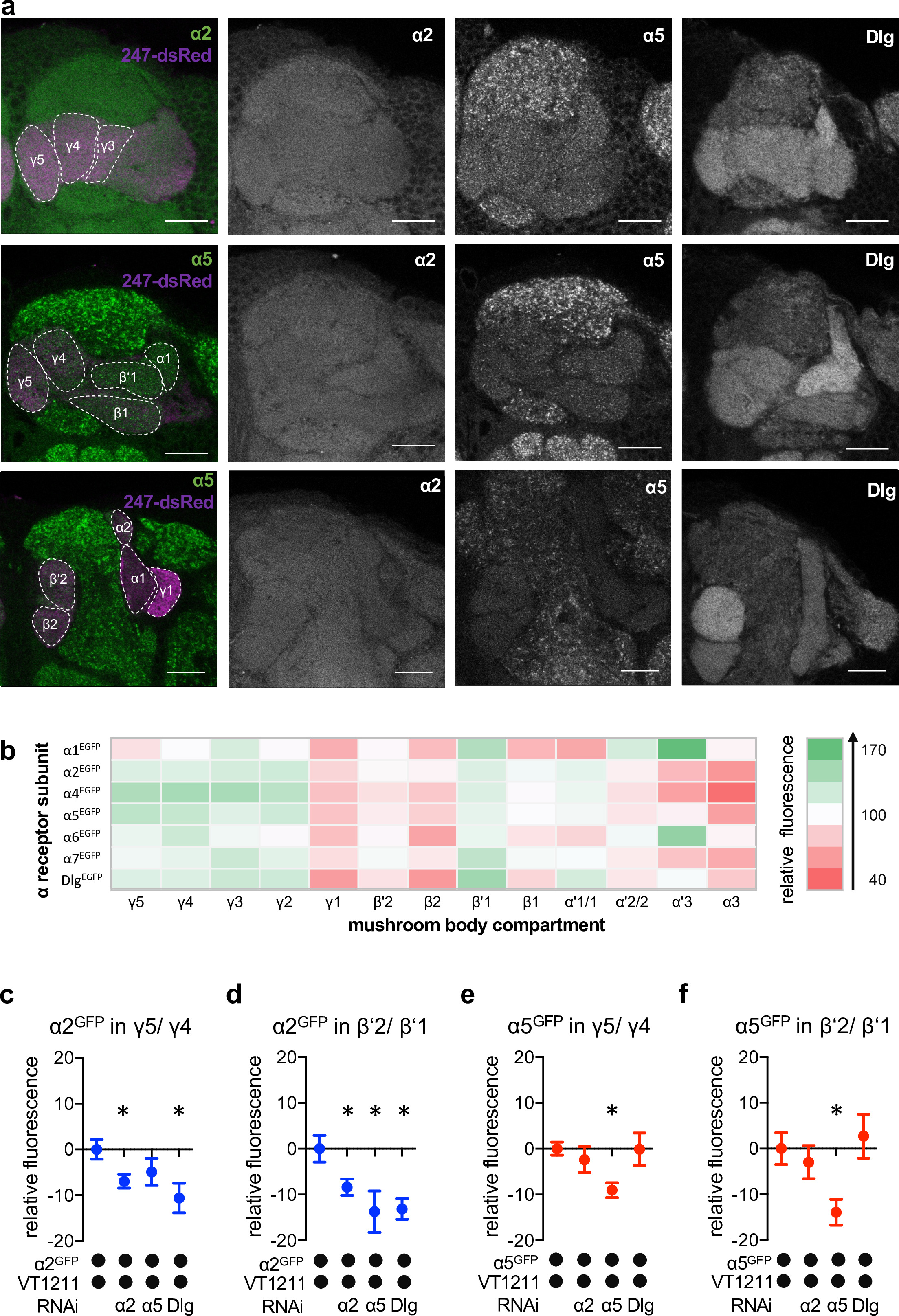 Postsynaptic plasticity of cholinergic synapses underlies the induction ...