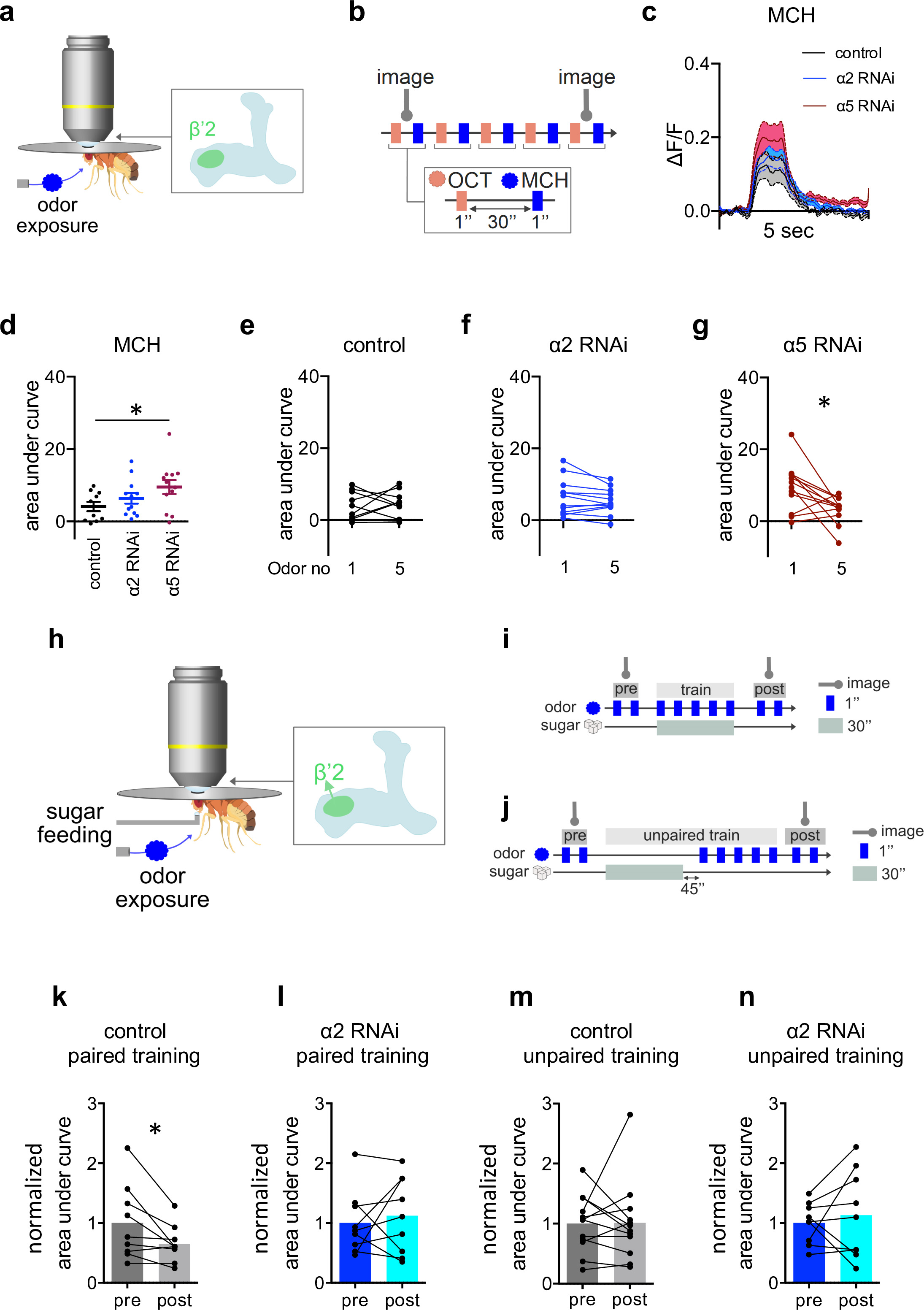 Postsynaptic plasticity of cholinergic synapses underlies the induction ...