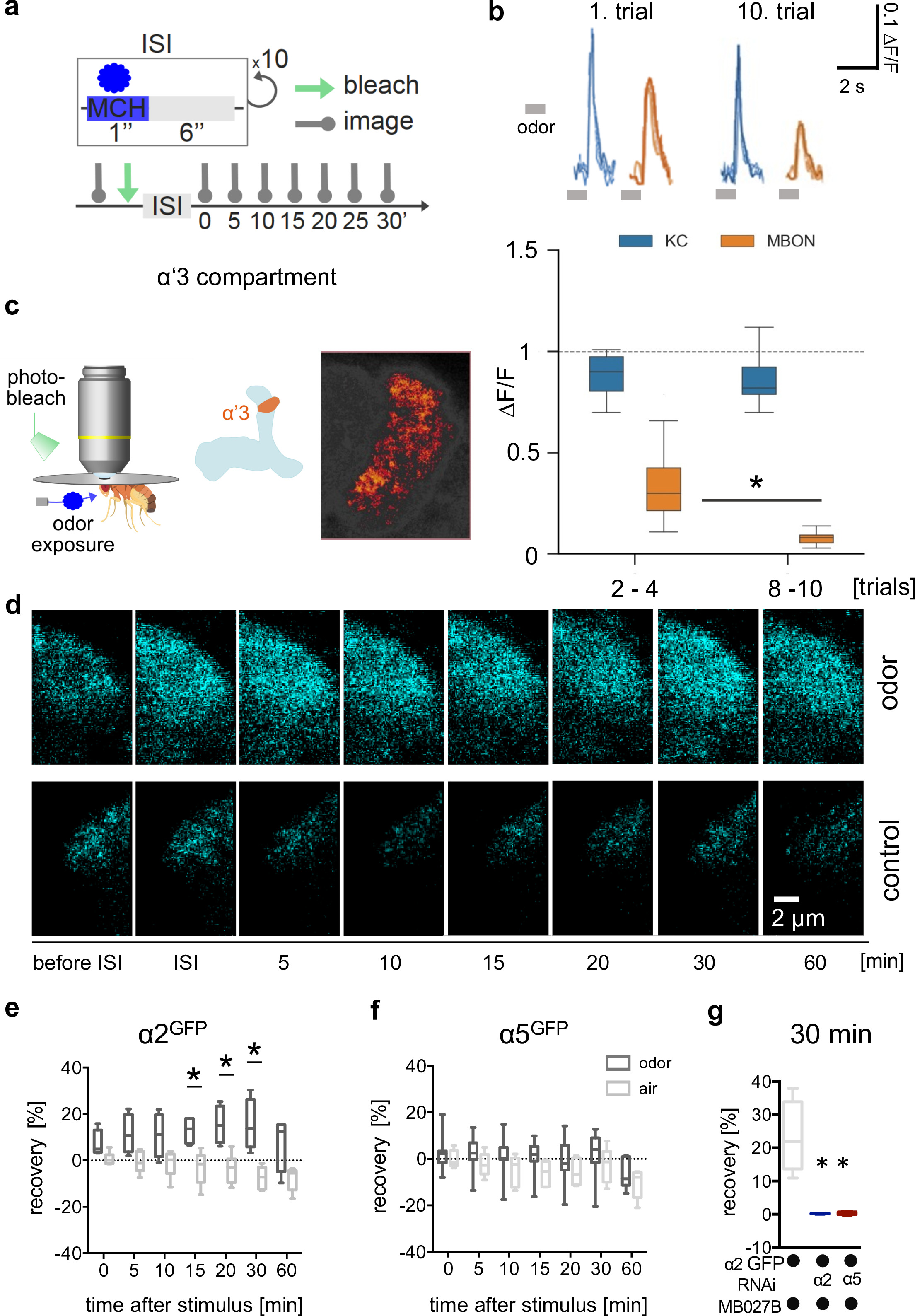 Postsynaptic plasticity of cholinergic synapses underlies the induction ...