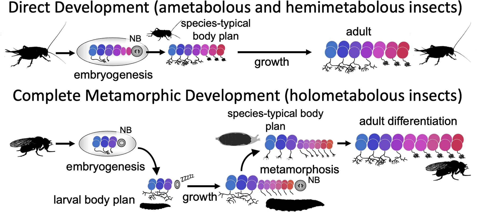 Metamorphosis of memory circuits in Drosophila reveals a strategy for ...