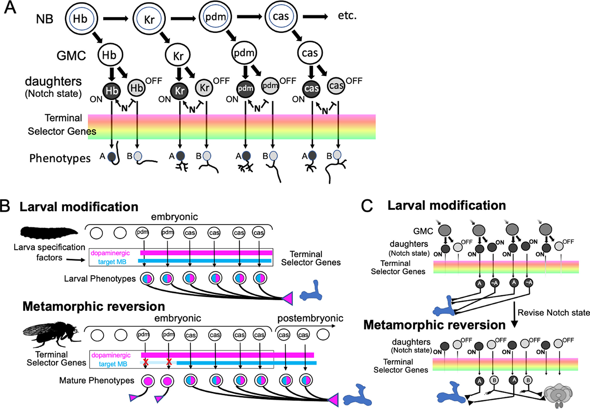 Metamorphosis of memory circuits in Drosophila reveals a strategy for ...