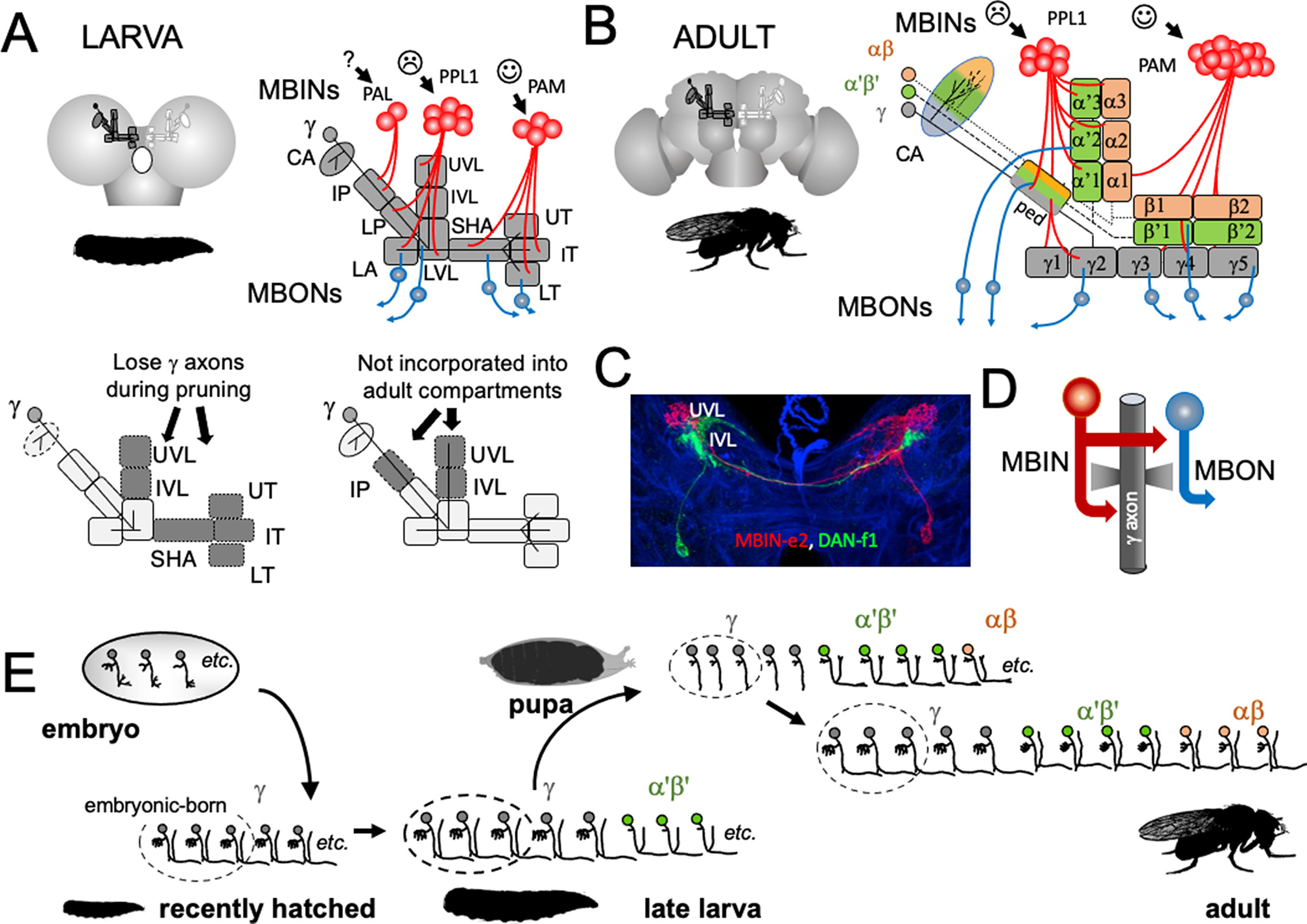 Metamorphosis of memory circuits in Drosophila reveals a strategy for ...