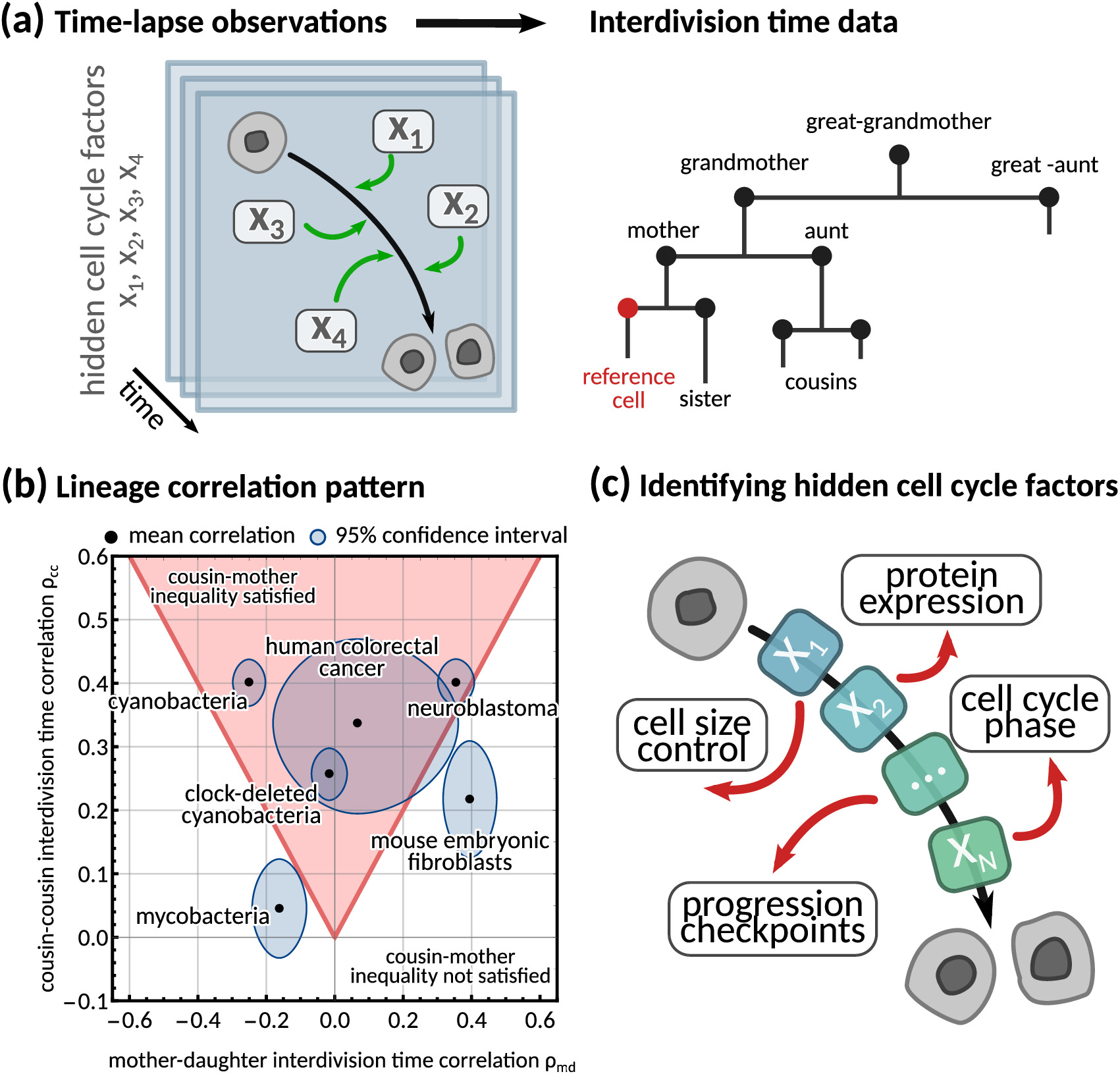 Patterns of interdivision time correlations reveal hidden cell cycle ...