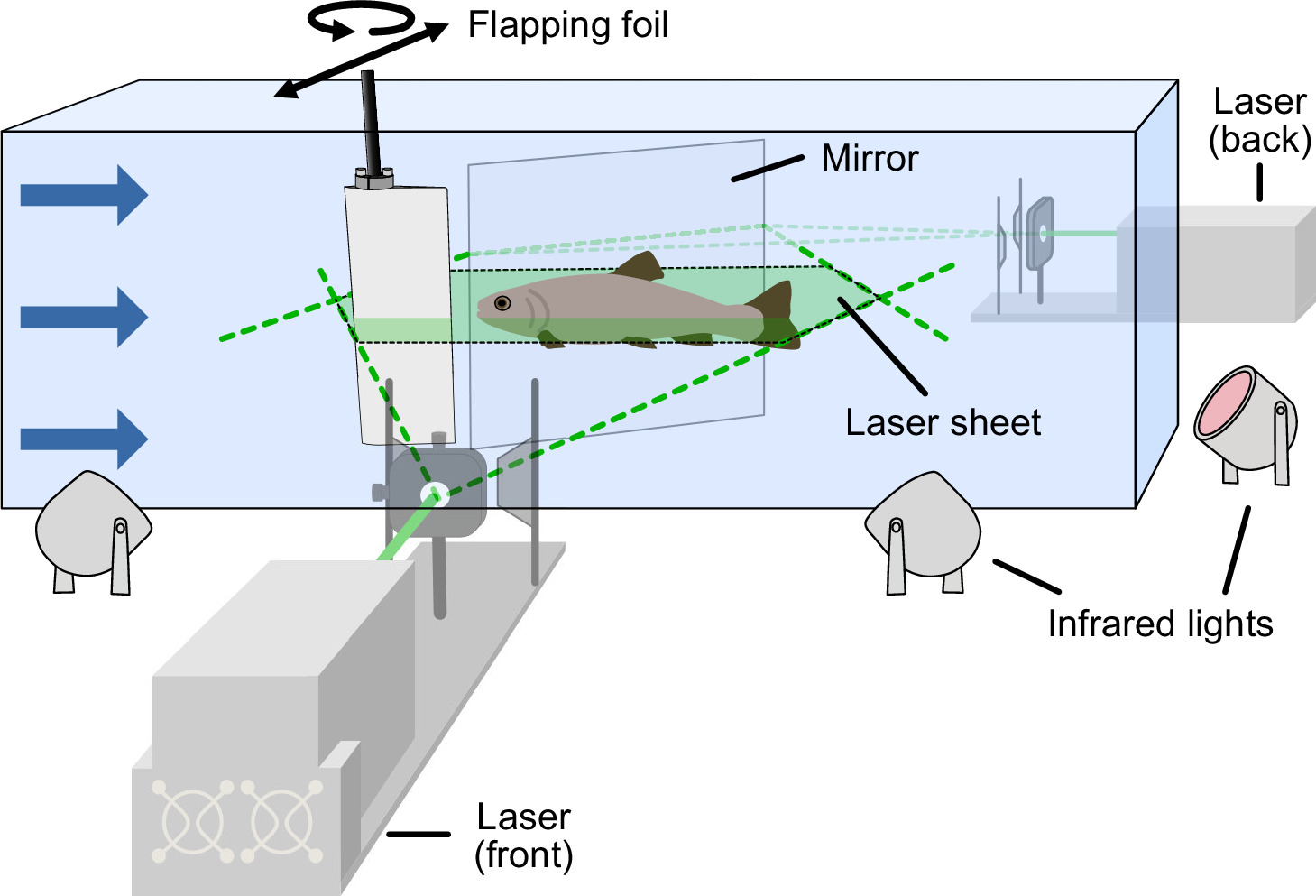 Prop Flapping Fish In-line swimming dynamics revealed by fish interacting with a robotic ...