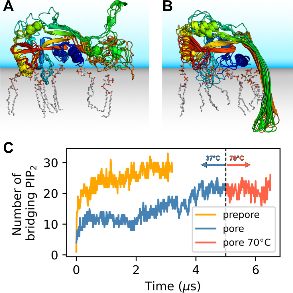 Sublytic gasdermin-D pores captured in atomistic molecular simulations ...