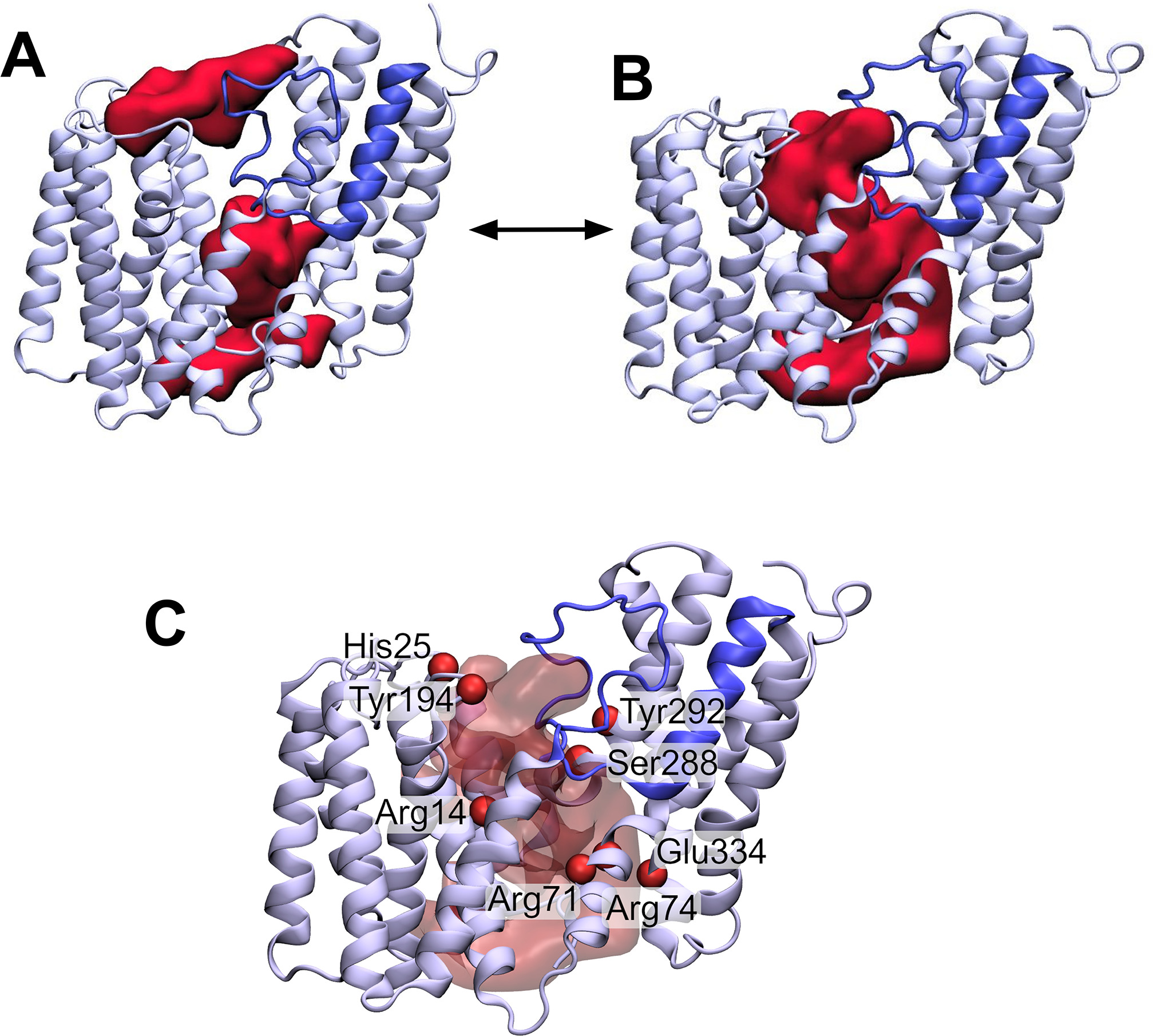 Entrant Loop A novel fold for acyltransferase-3 (AT3) proteins provides a framework ...