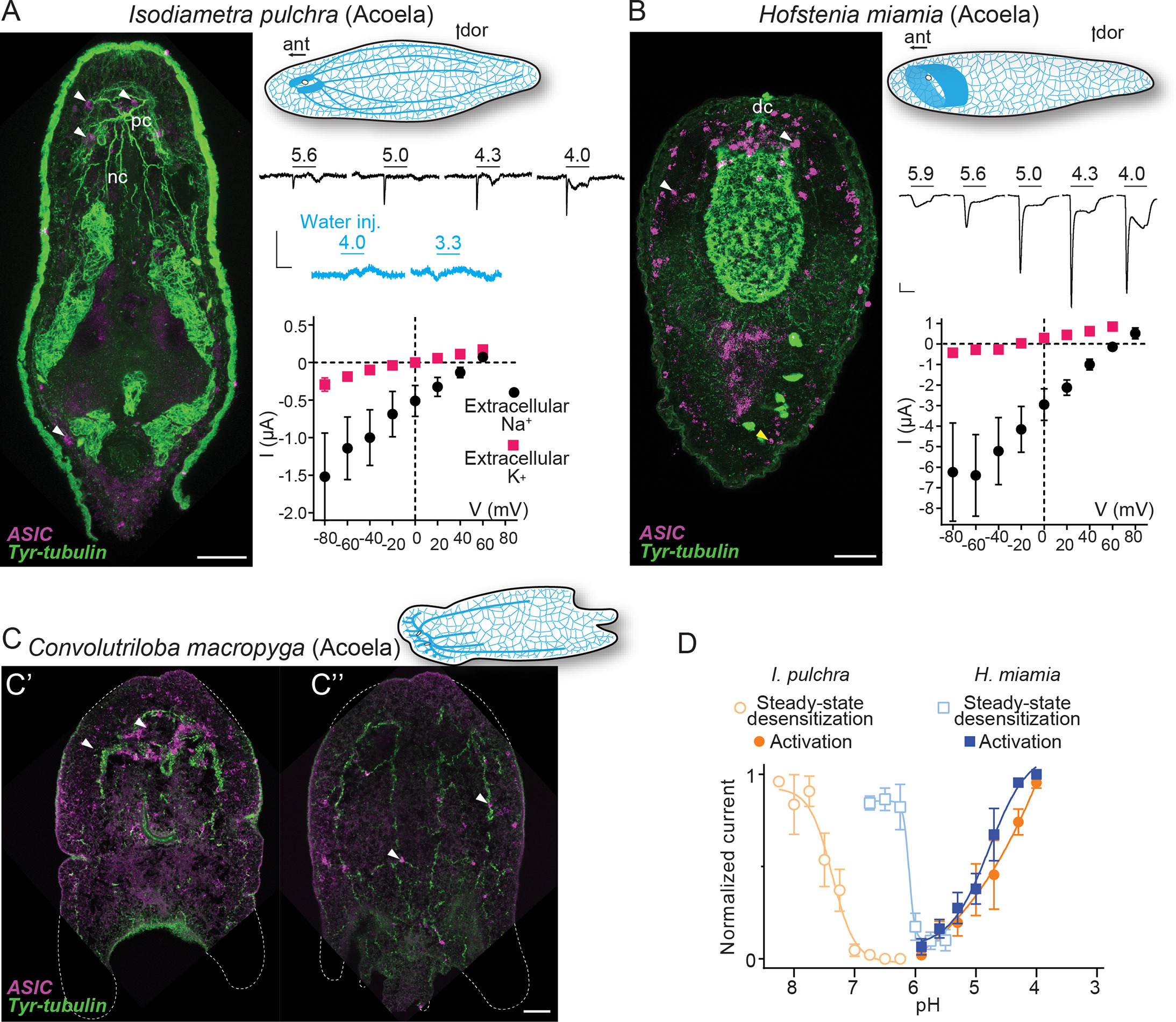 Peripheral and central employment of acid-sensing ion channels during ...