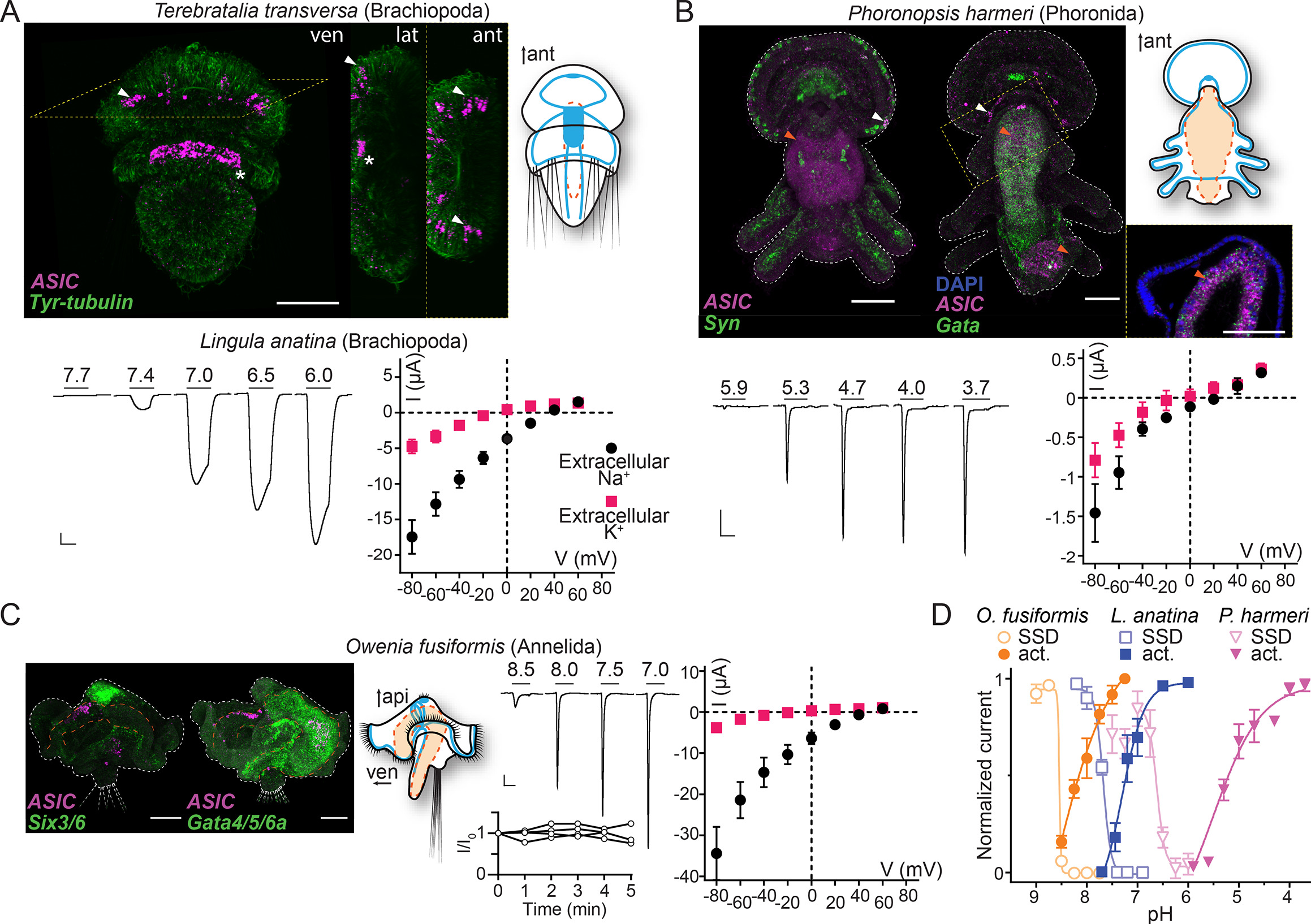 Peripheral and central employment of acid-sensing ion channels during ...