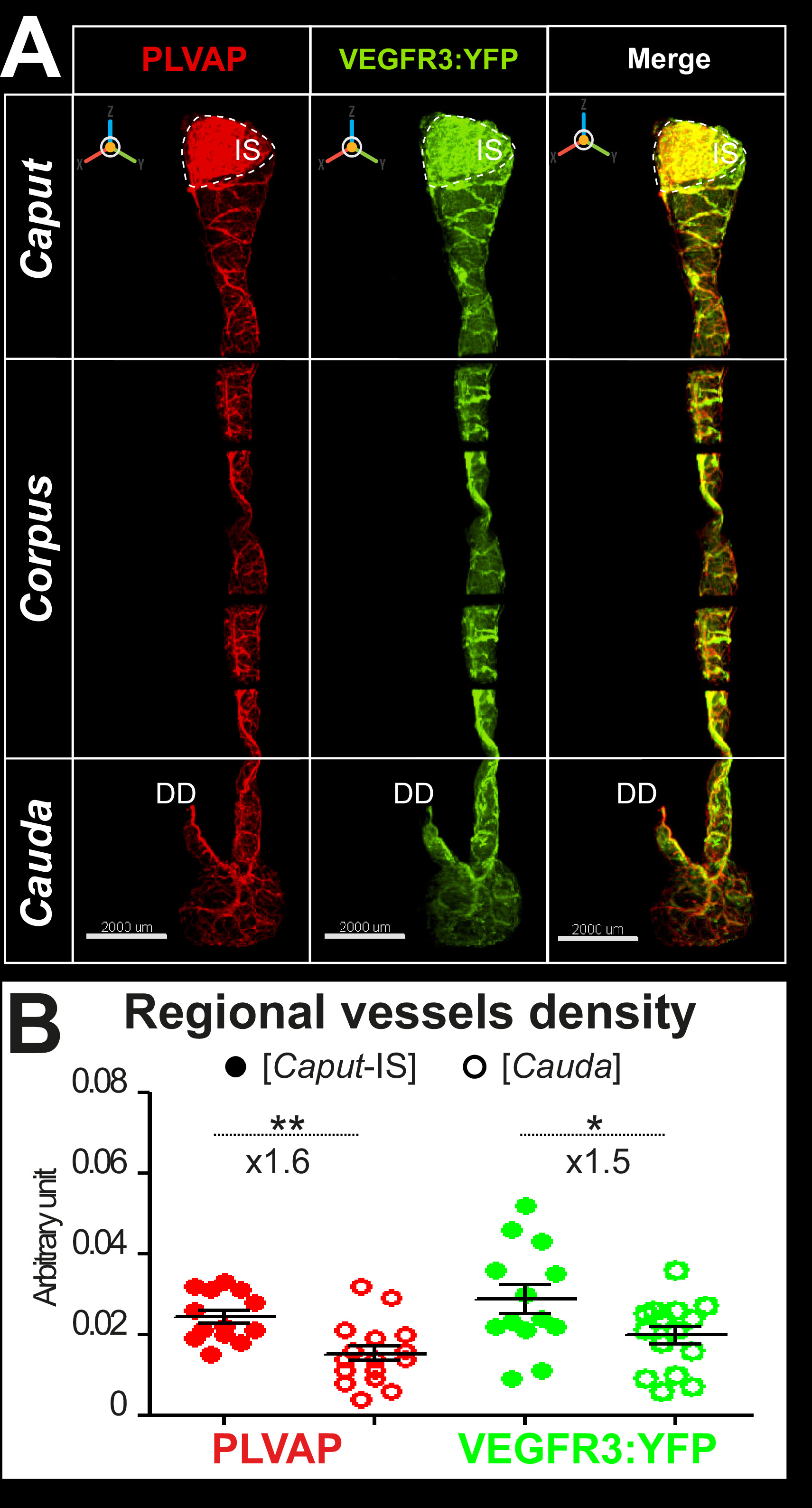 Three Dimensional Imaging Of Vascular Development In The Mouse