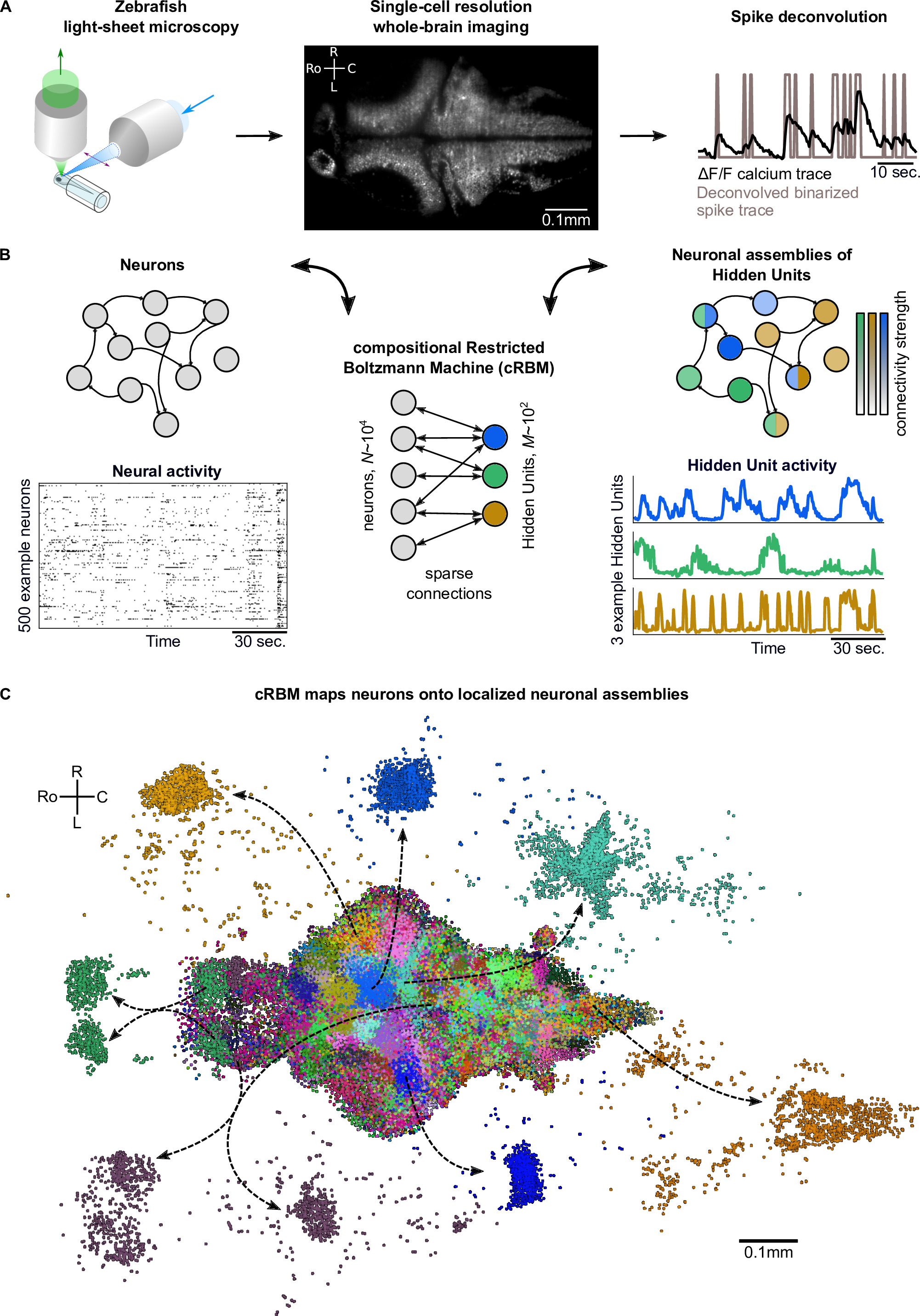 Neural assemblies uncovered by generative modeling explain whole-brain ...
