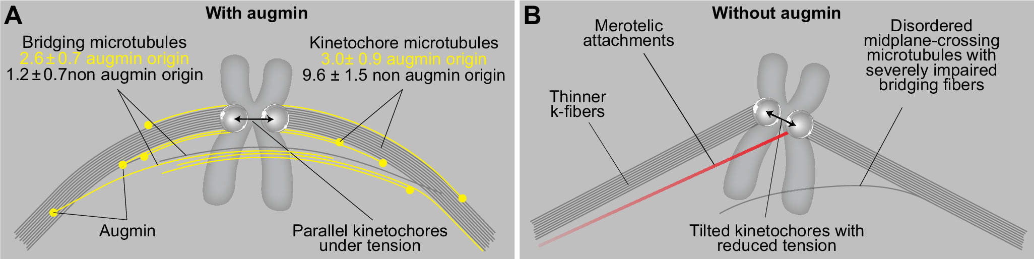 Augmin prevents merotelic attachments by promoting proper arrangement ...