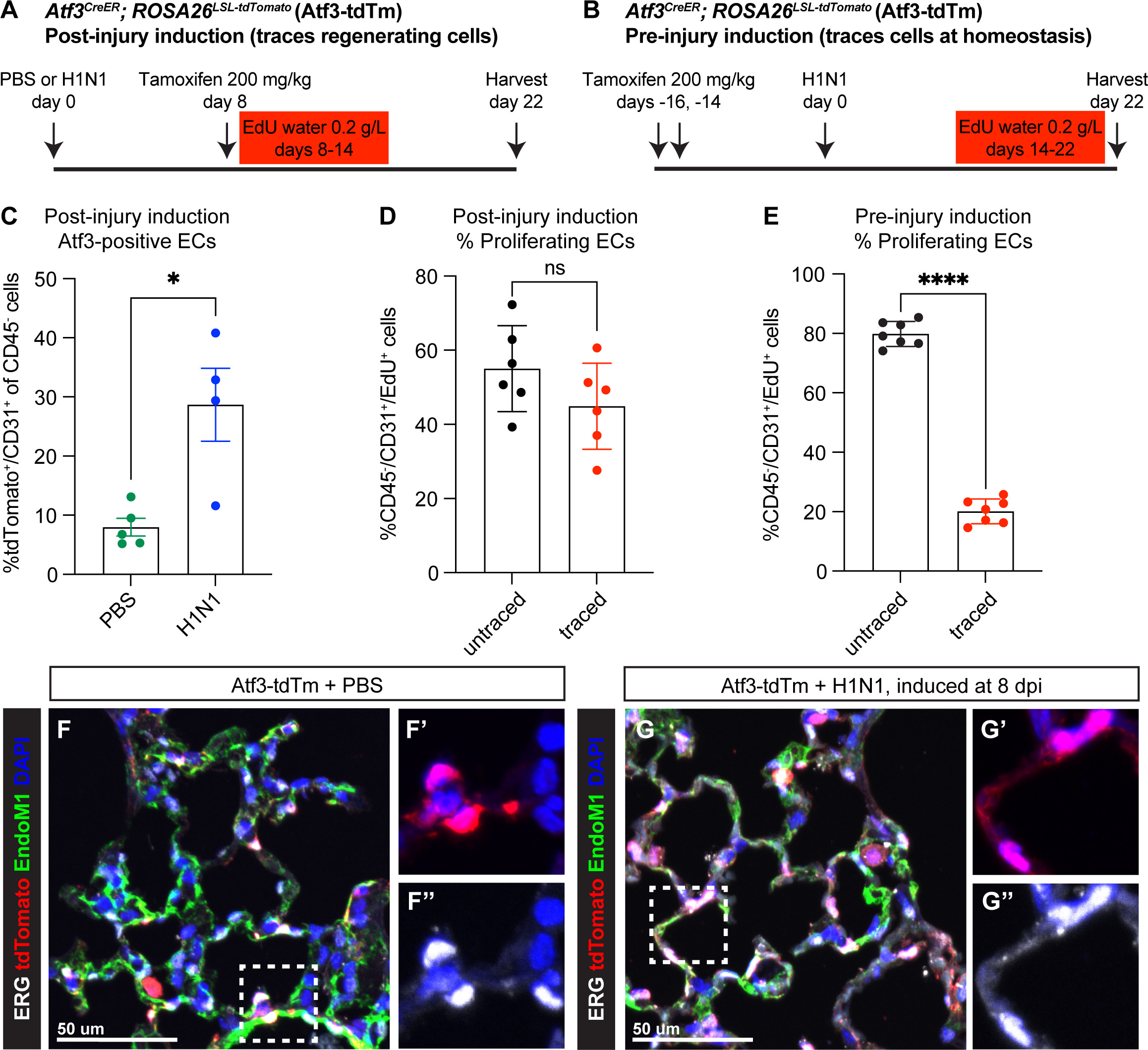 Atf3 defines a population of pulmonary endothelial cells essential for ...