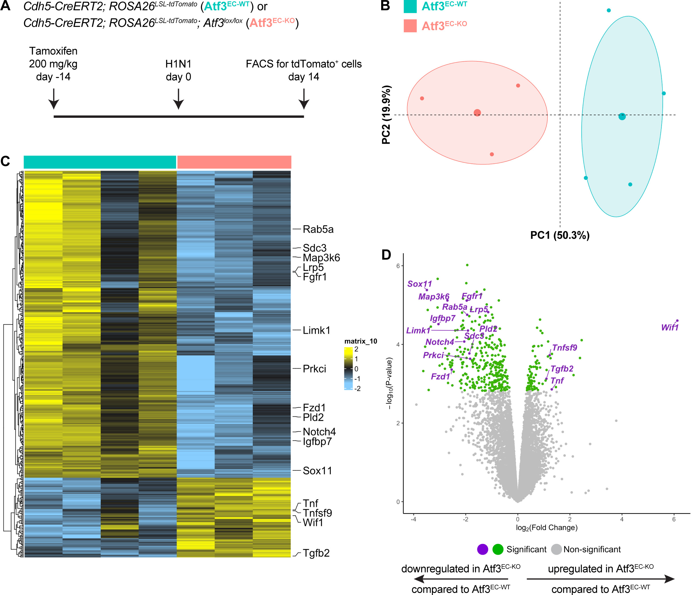 Atf3 defines a population of pulmonary endothelial cells essential for ...