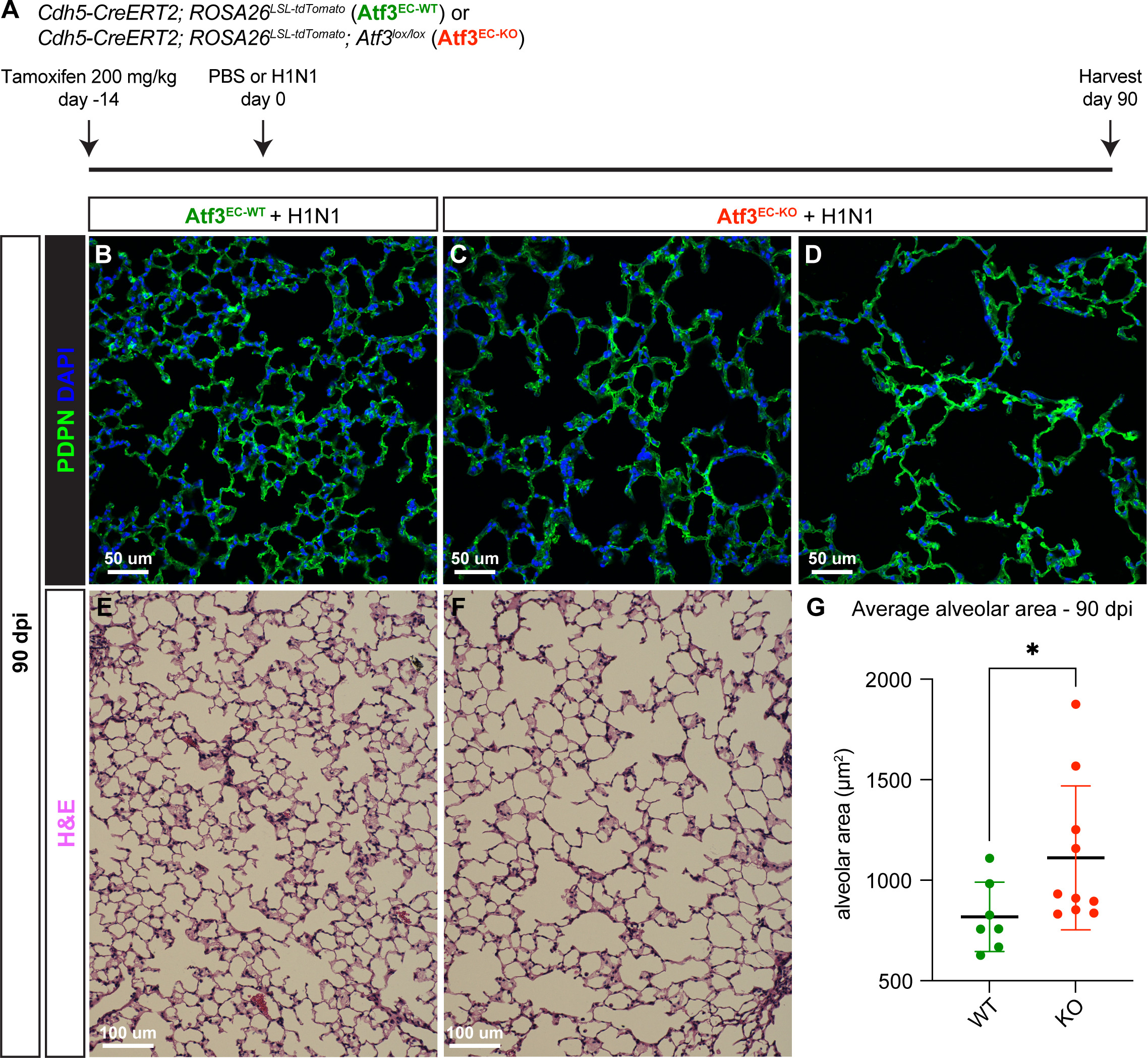 Atf3 defines a population of pulmonary endothelial cells essential for ...