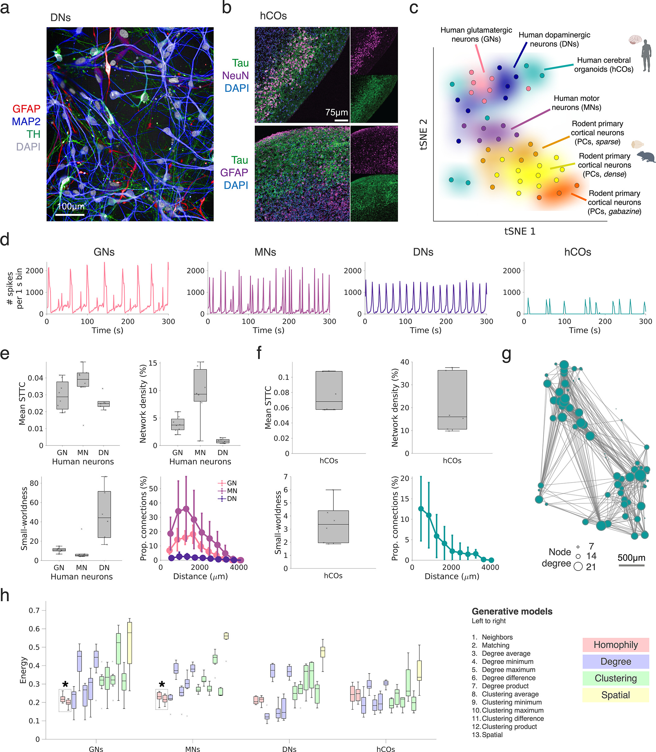 Homophile Network Structure Homophilic wiring principles underpin neuronal network topology in ...