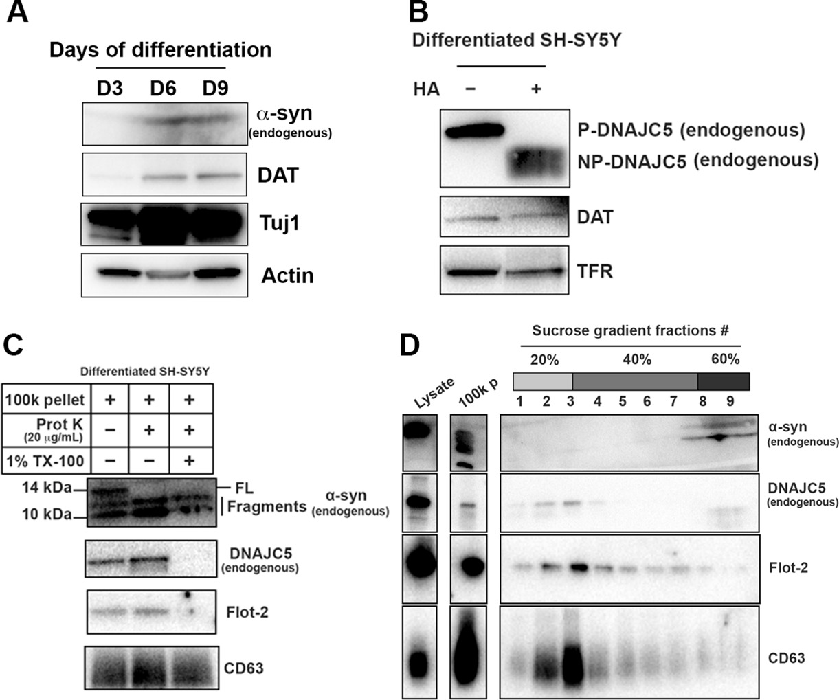 Unconventional Secretion Of α-synuclein Mediated By Palmitoylated ...