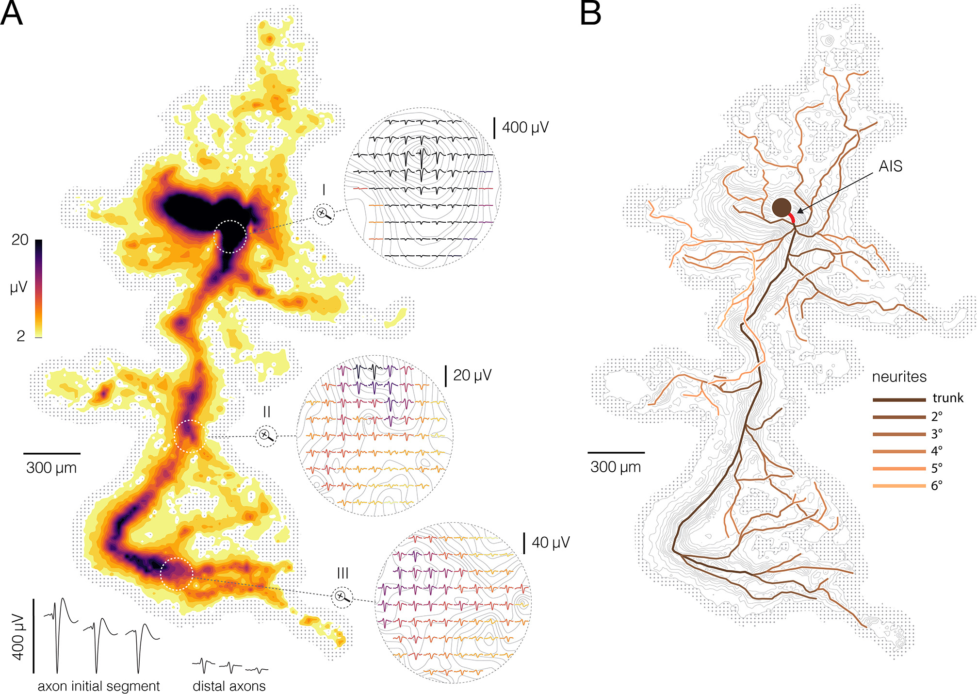 Functional imaging of conduction dynamics in cortical and spinal axons ...