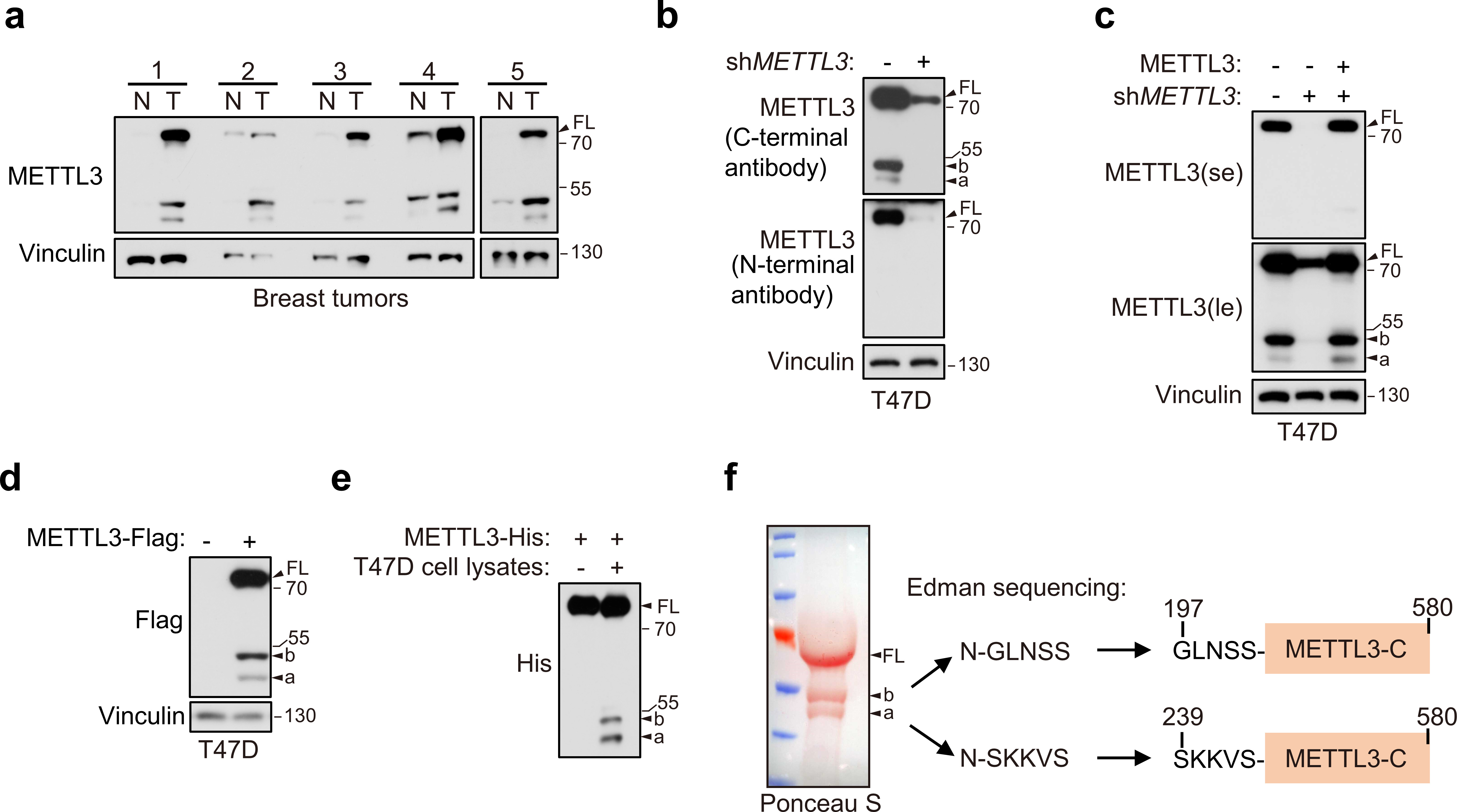 A cleaved METTL3 potentiates the METTL3–WTAP interaction and breast ...