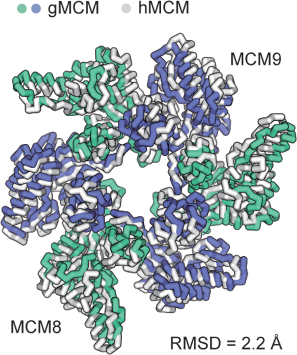Structural and mechanistic insights into the MCM8/9 helicase complex ...