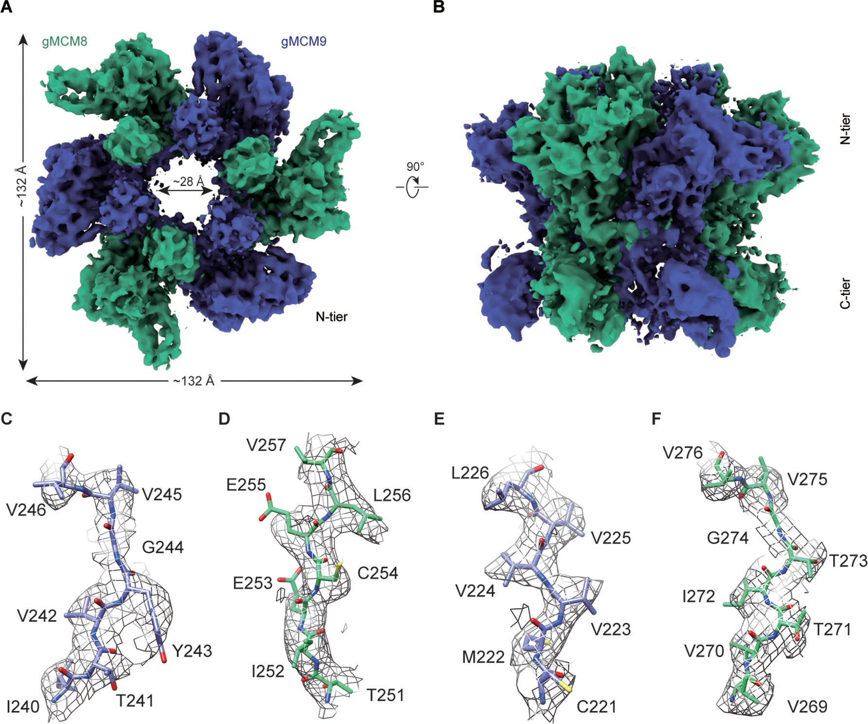 Structural and mechanistic insights into the MCM8/9 helicase complex ...