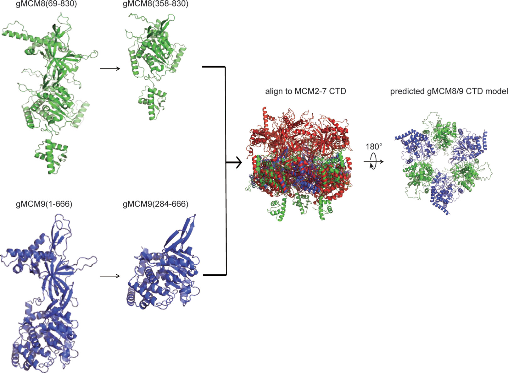 Structural and mechanistic insights into the MCM8/9 helicase complex ...