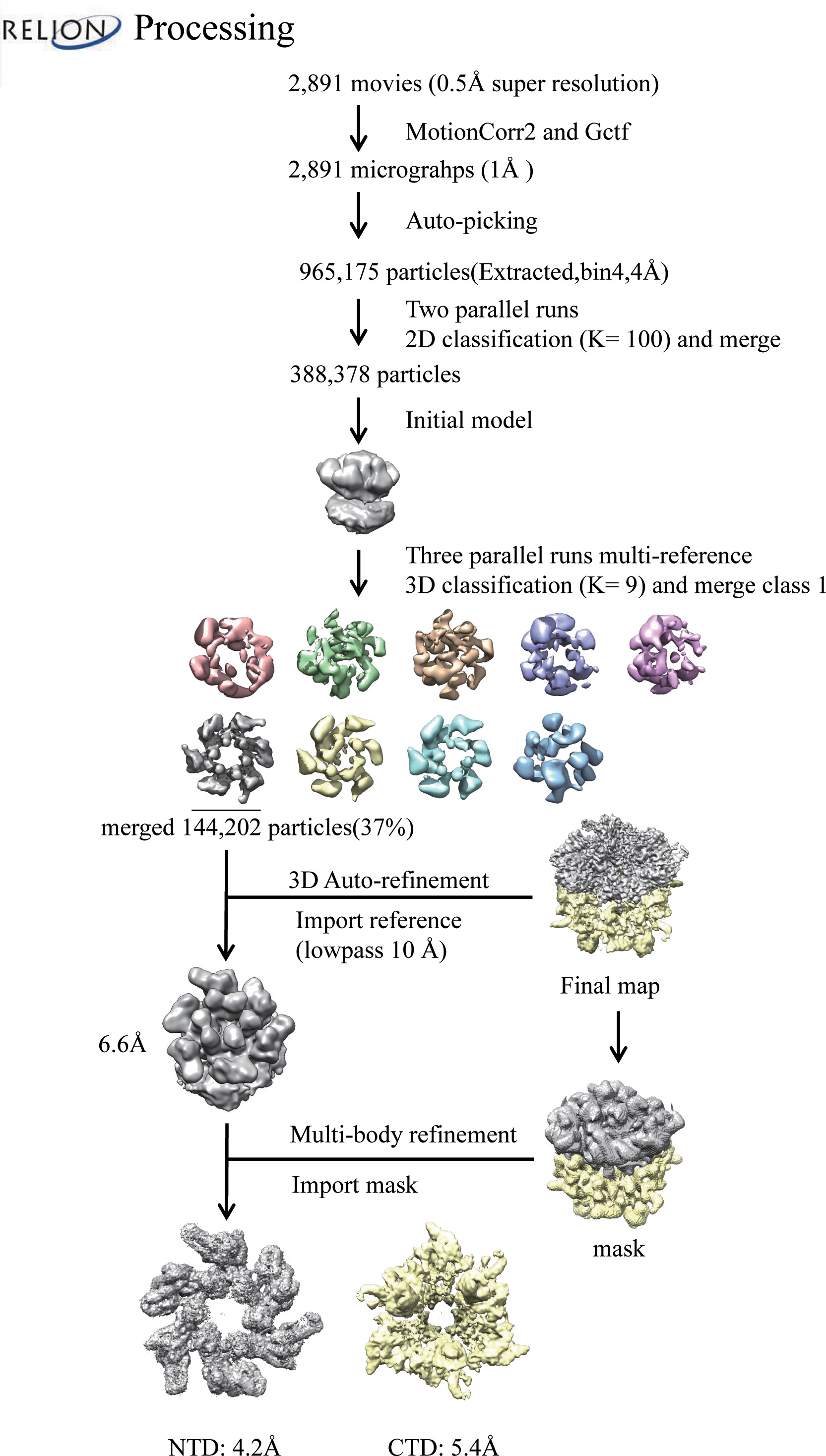Structural and mechanistic insights into the MCM8/9 helicase complex ...