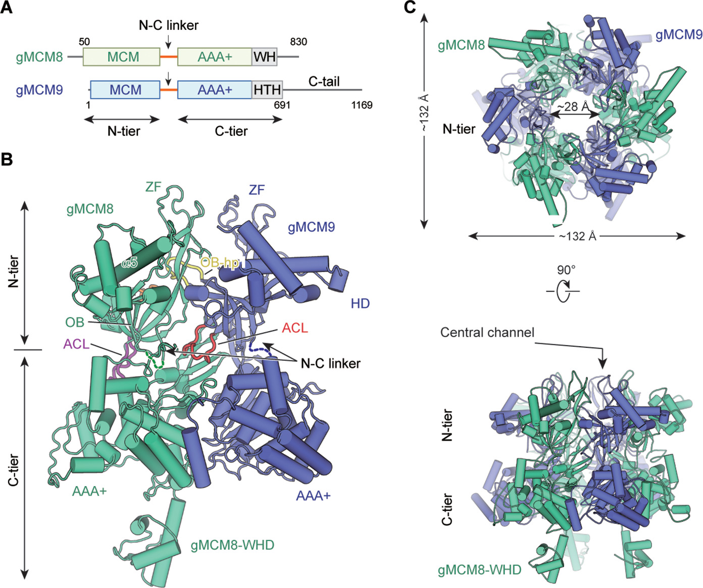 Structural and mechanistic insights into the MCM8/9 helicase complex ...