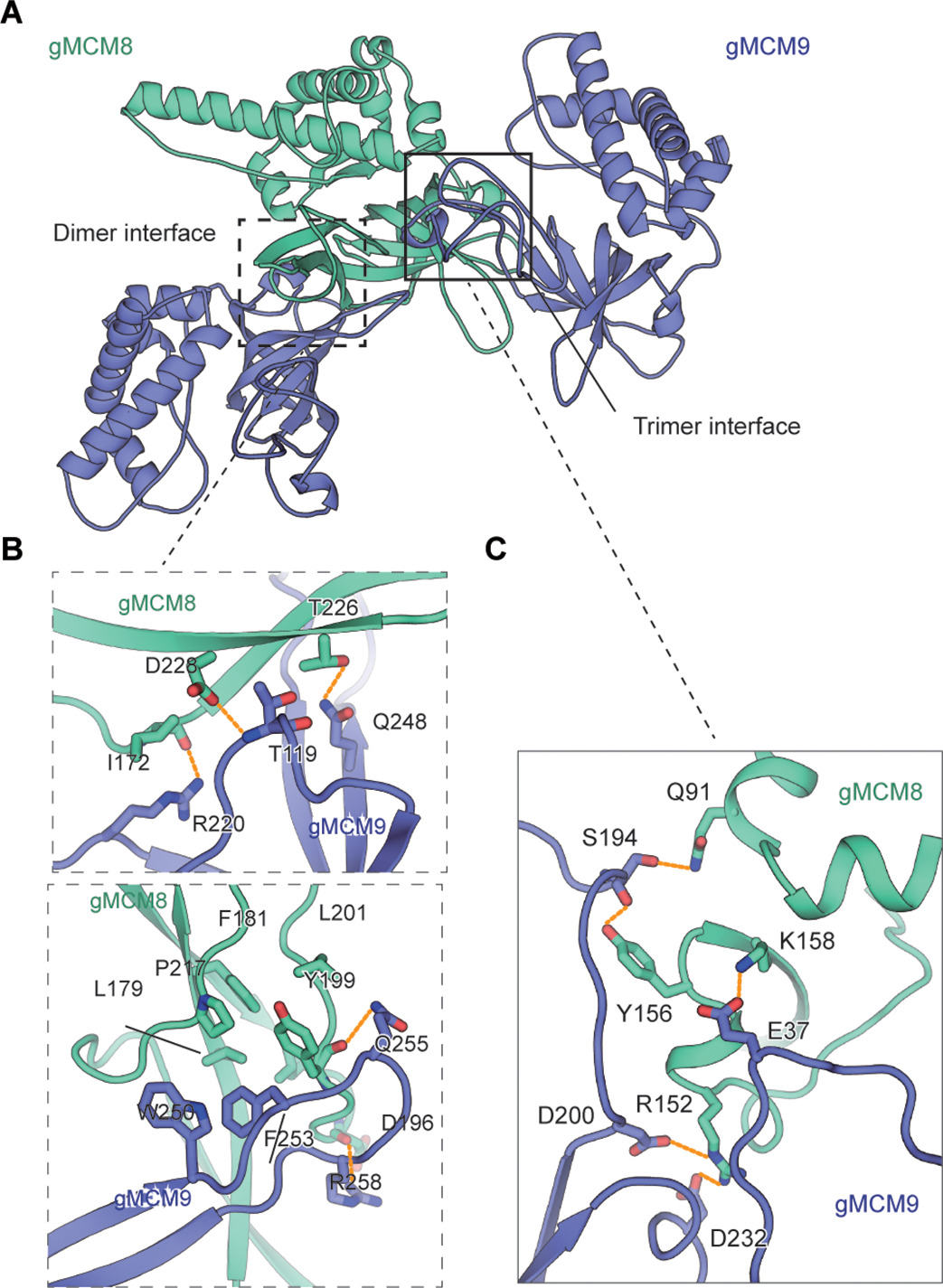 Structural and mechanistic insights into the MCM8/9 helicase complex ...