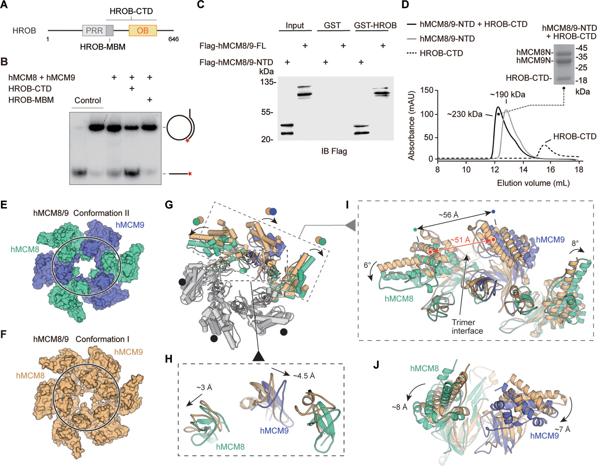 Structural and mechanistic insights into the MCM8/9 helicase complex ...