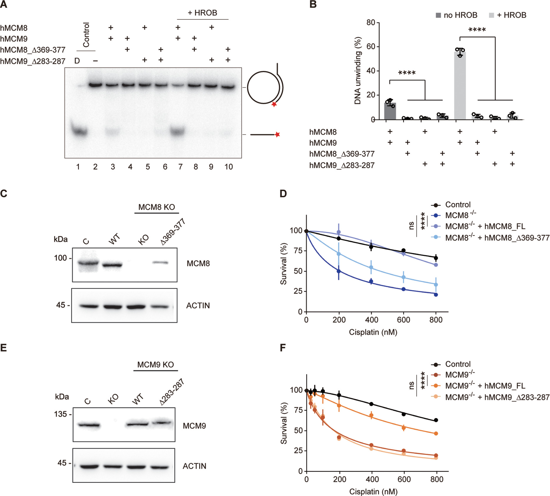 Structural and mechanistic insights into the MCM8/9 helicase complex ...