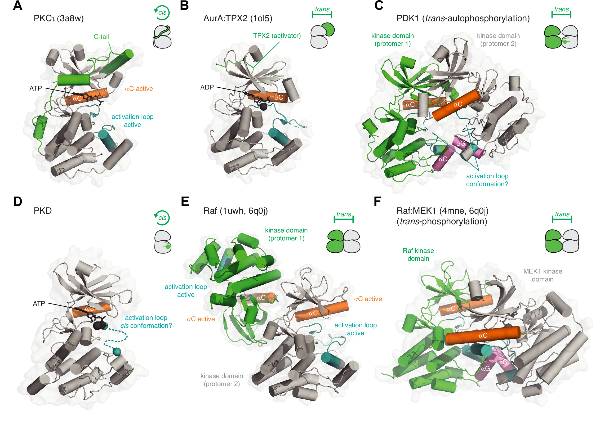 A critical evaluation of protein kinase regulation by activation loop ...