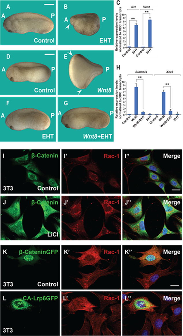 The PMA phorbol ester tumor promoter increases canonical Wnt signaling ...