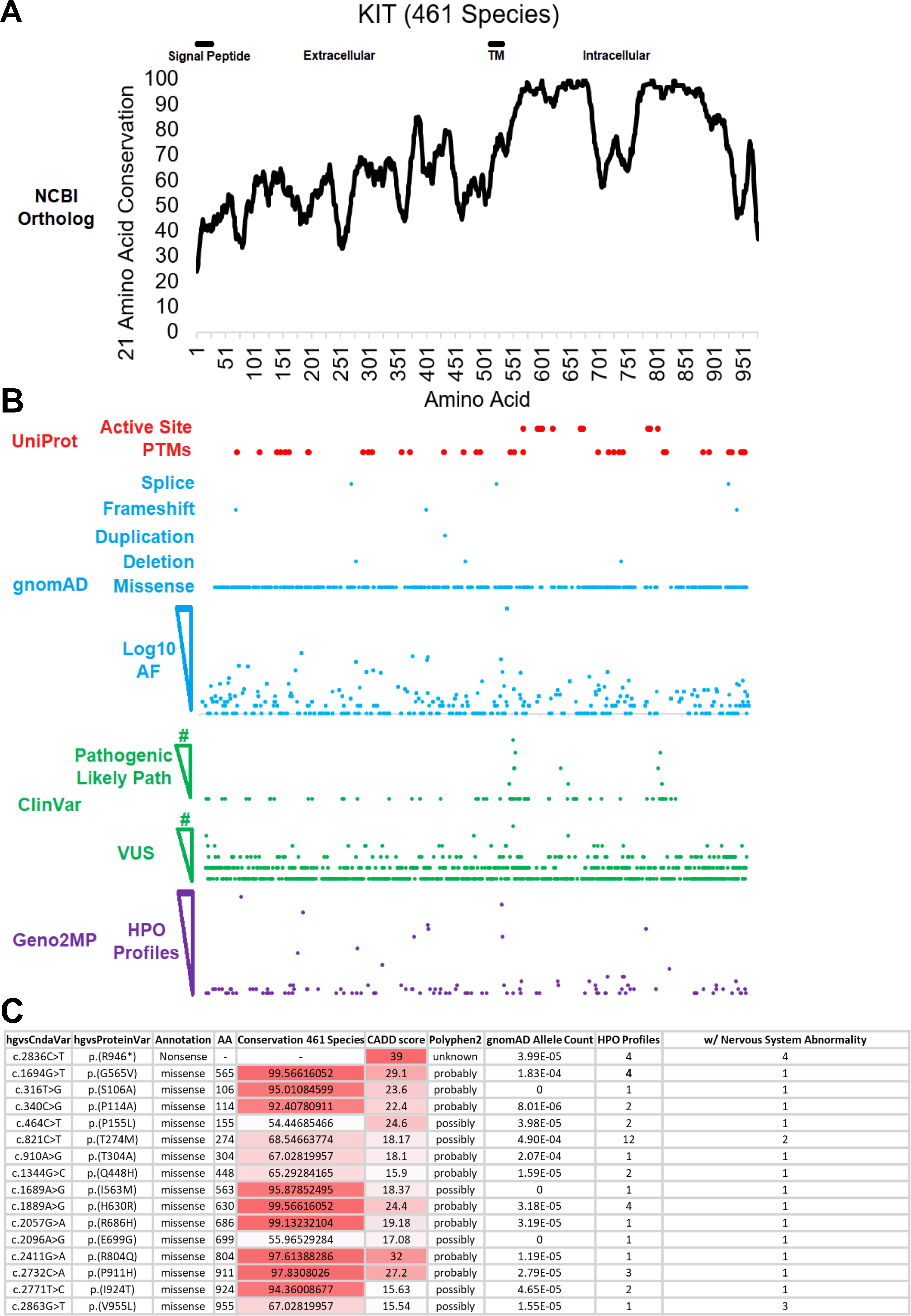 Kit Ligand and Kit receptor tyrosine kinase sustain synaptic inhibition ...