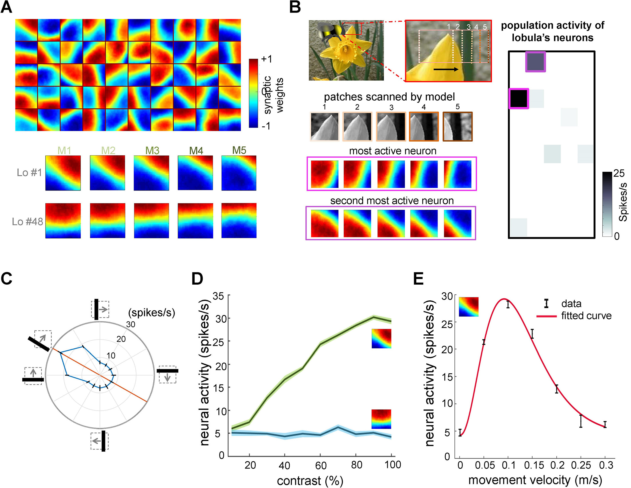 A neuromorphic model of active vision shows how spatiotemporal encoding ...