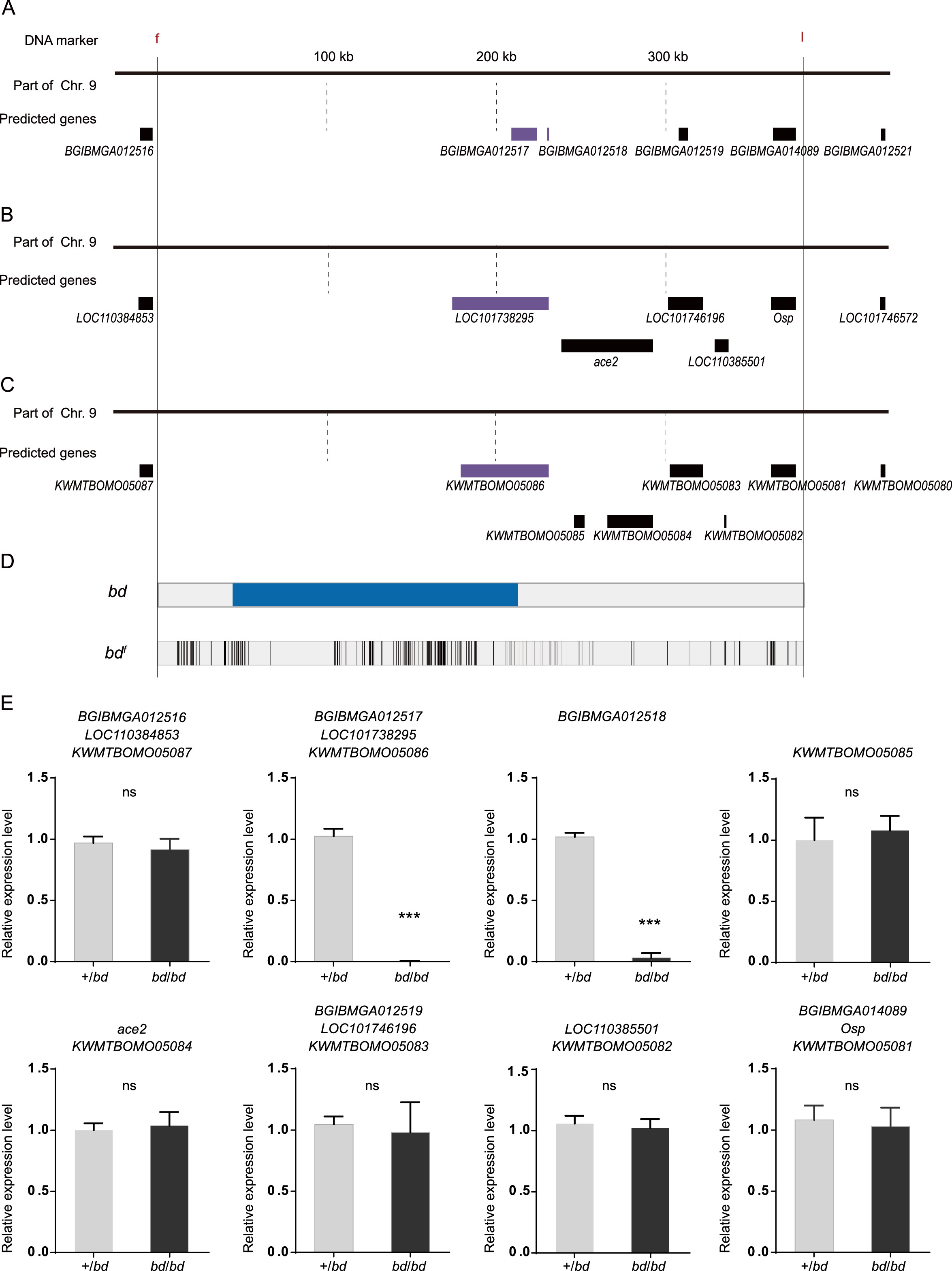 The BTB-ZF gene Bm-mamo regulates pigmentation in silkworm caterpillars ...