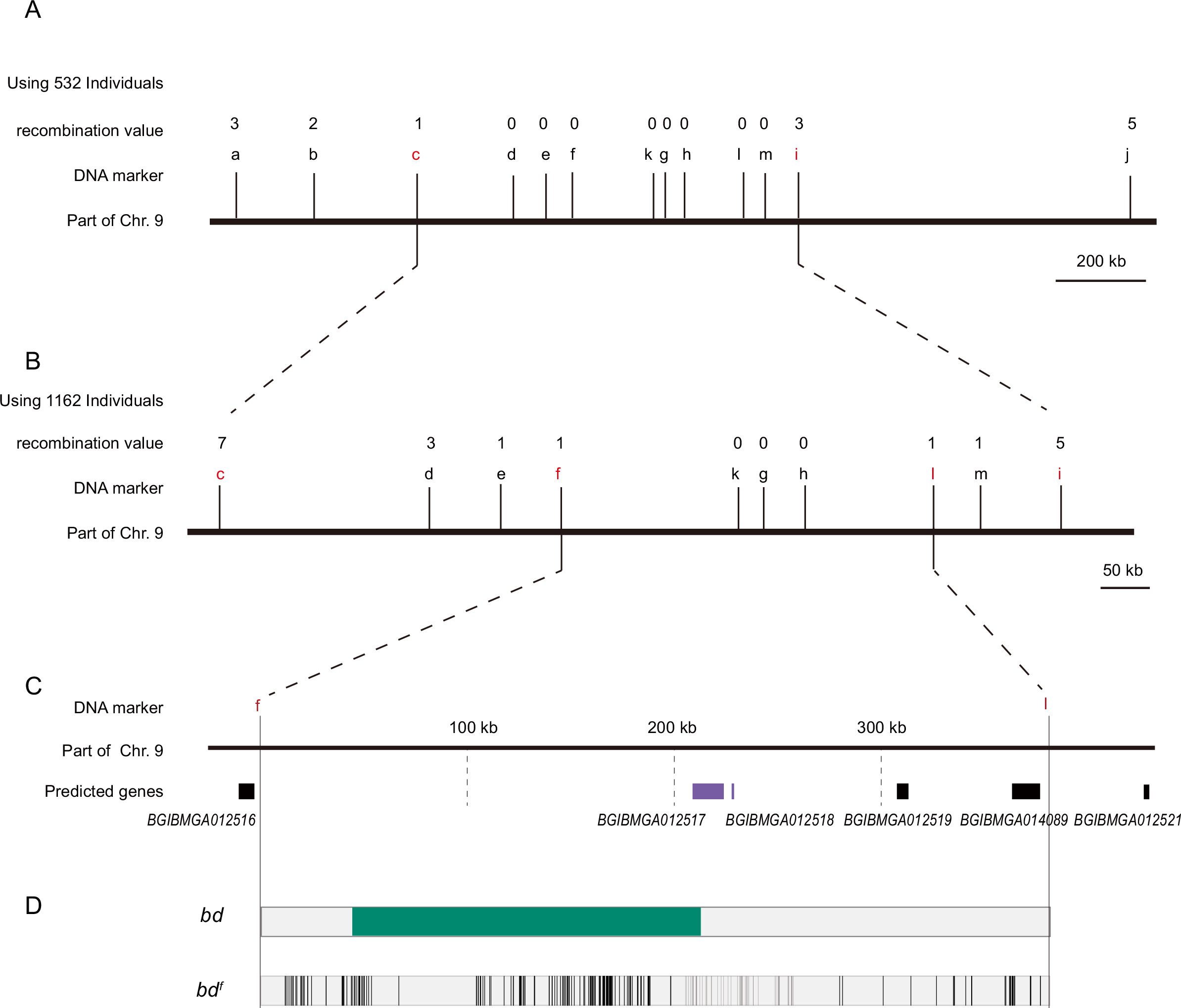 The BTB-ZF gene Bm-mamo regulates pigmentation in silkworm caterpillars ...