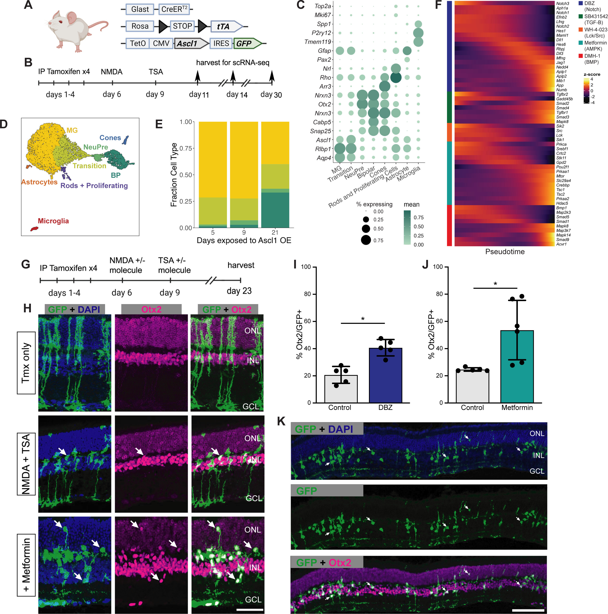 A multiplexed, single-cell sequencing screen identifies compounds that ...